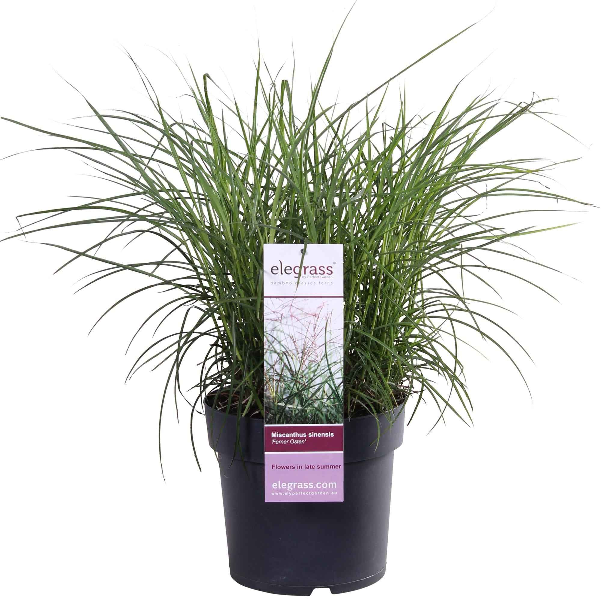 Image of Chinaschilf - Miscanthus sinensis 'Ferner Osten' - Ø19cm ↕50cm - Ziergras mit roten Stängeln & rotbraunen Blüten - Winterhart & pflegeleicht