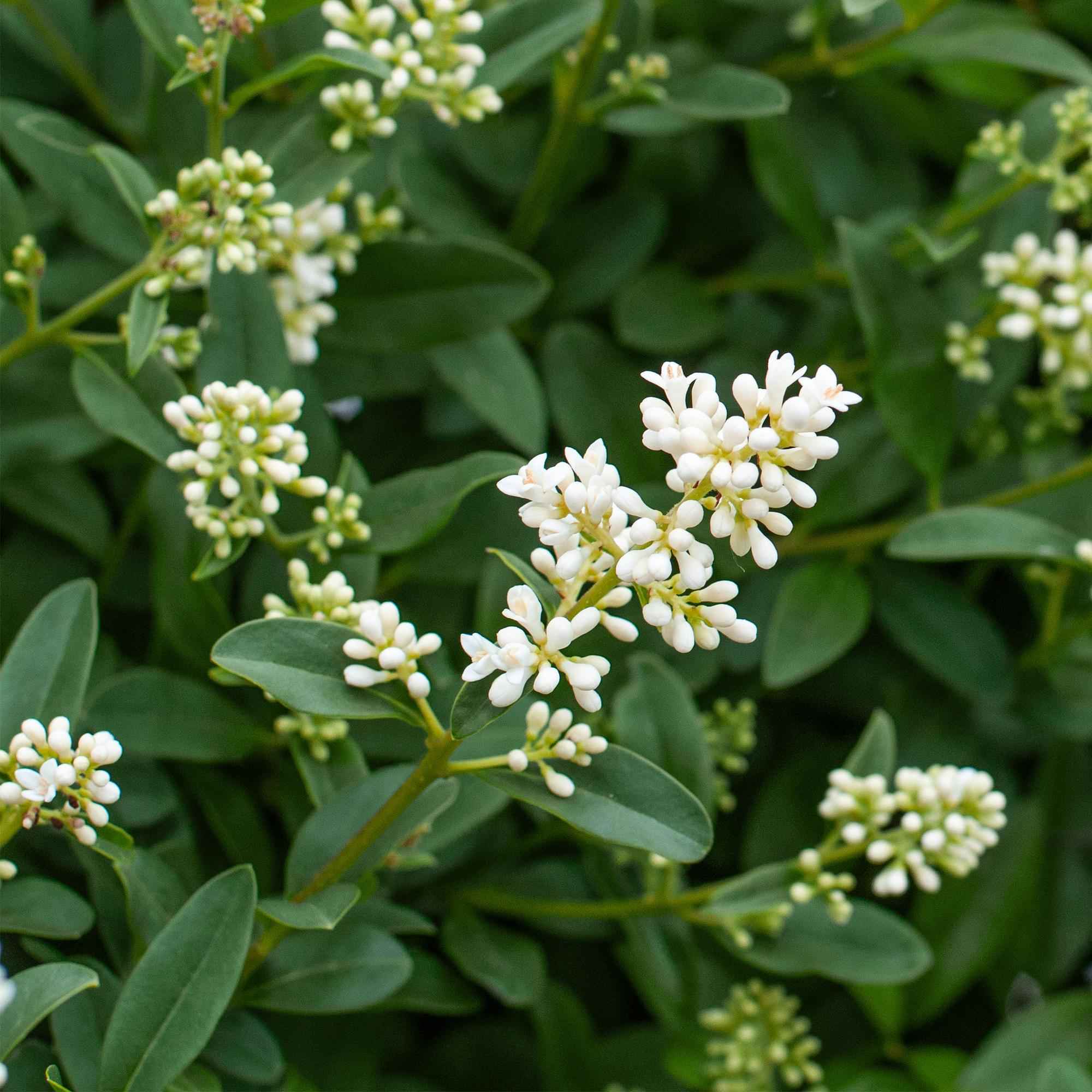 Image of Ovalblättriger Liguster Ligustrum ovalifolium – Immergrüne Heckenpflanzen – 8 Pflanzen – 1m – 9cm Höhe 35-40cm – Grün – Pflegeleicht-3