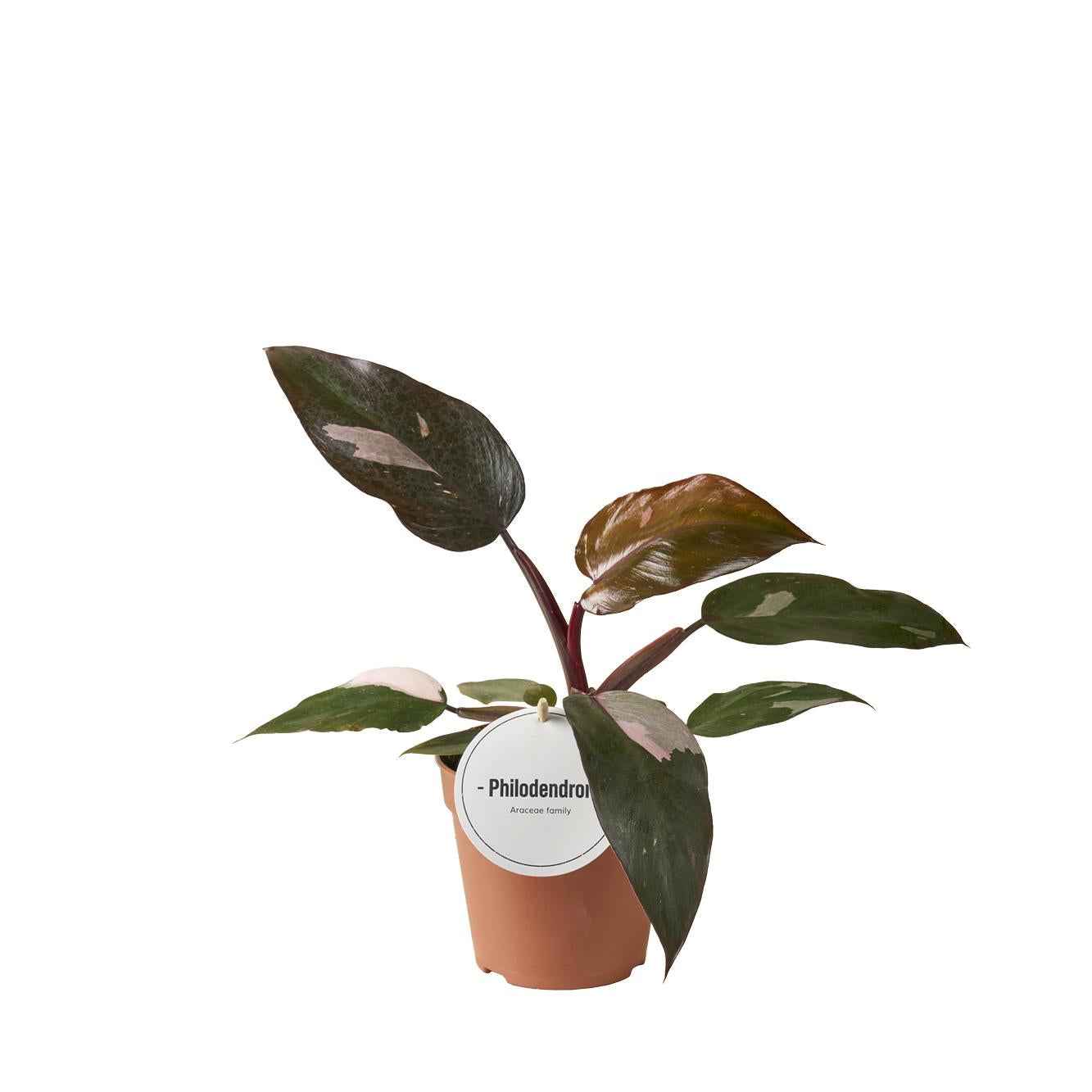 Image of Philodendron Burgundy Princess – Ø12cm 25cm hoch – Exklusive Zimmerpflanze mit dunkelgrün – burgunderfarbenen Blättern-0