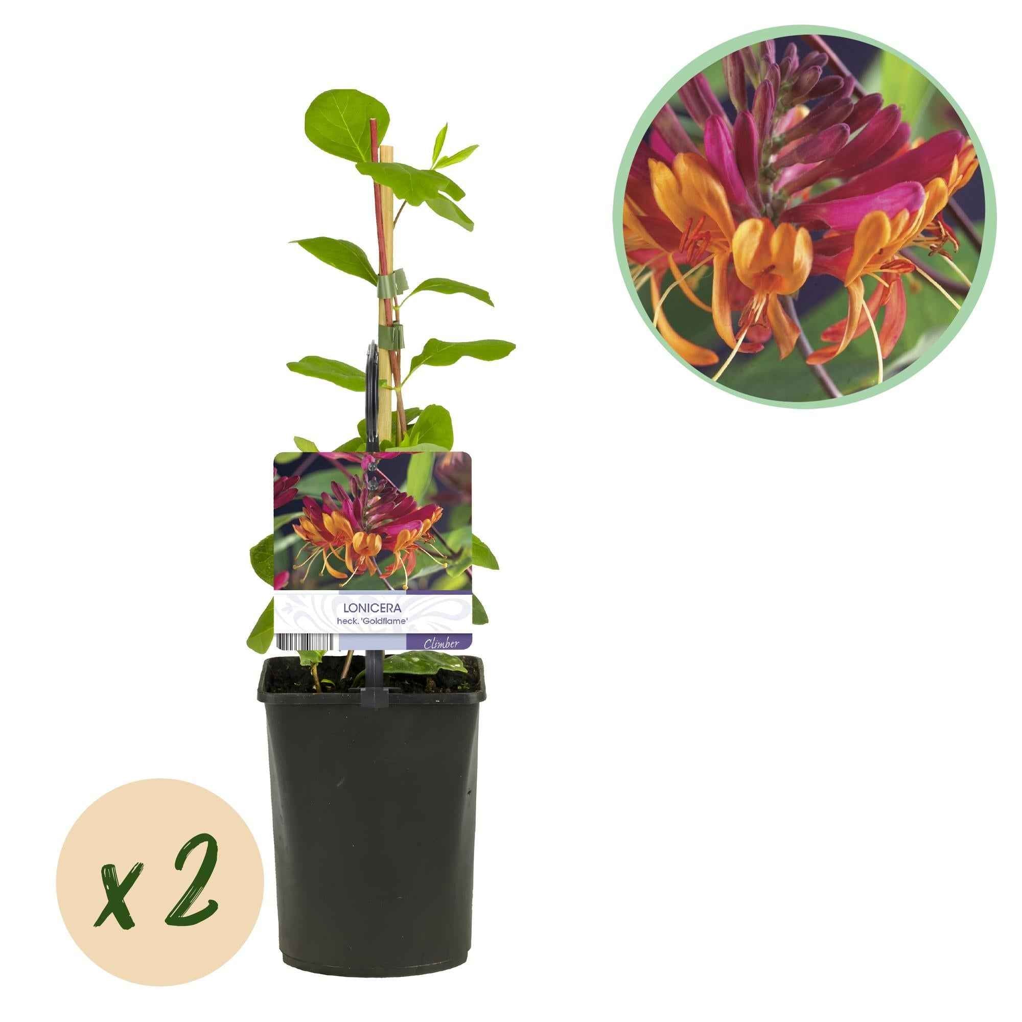 Image of Geißblatt Lonicera heckrottii Goldflame – 2 Pflanzen 11cm – ca. 40cm hoch – Duftende Kletterpflanze mit rosa – gelben Blüten – Für Zaun & Pergola-1