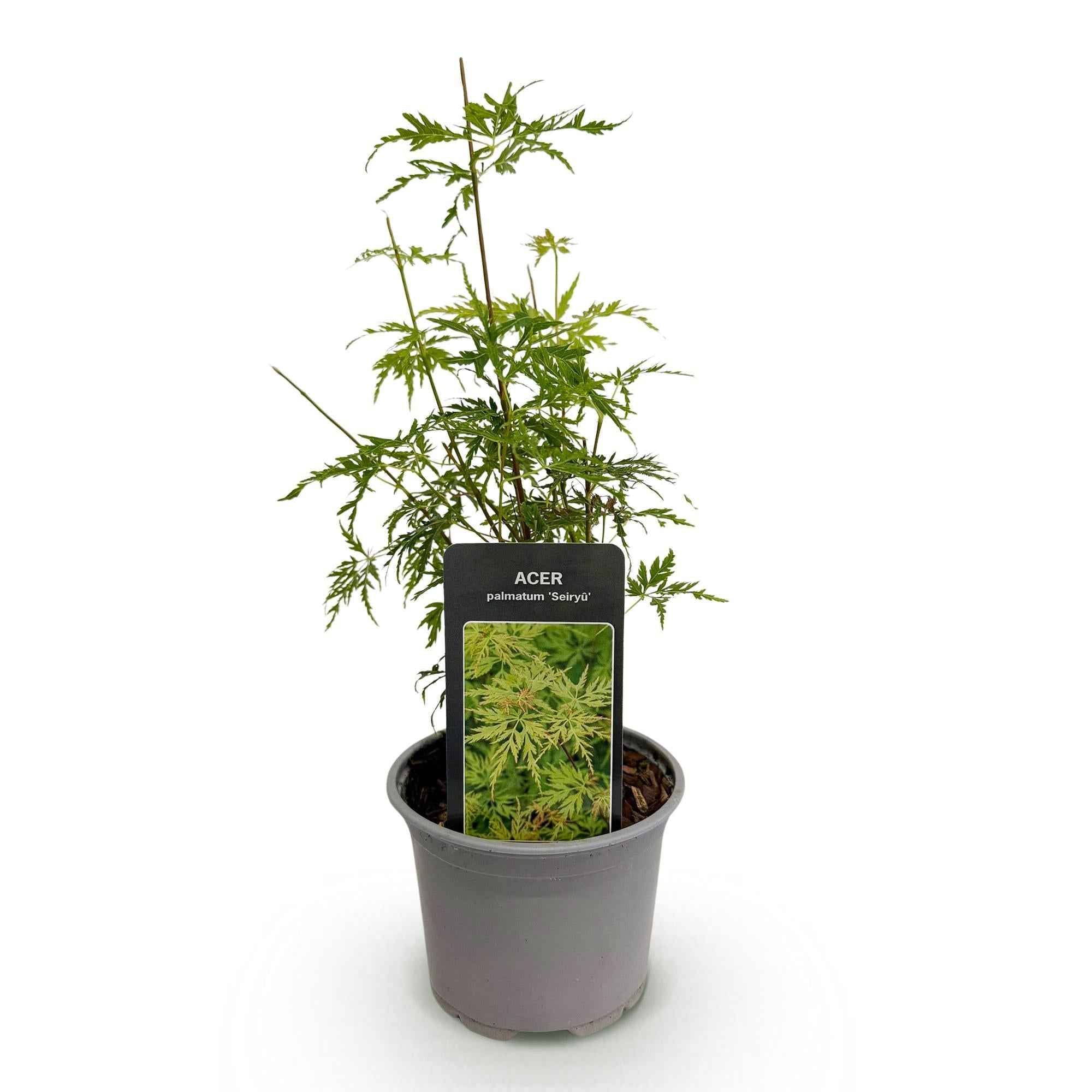 Image of Ahorn Acer palmatum Seiryu – 12cm – Höhe ca. 35cm – Filigranes grünes Laub & leuchtende Herbstfarben – Laubabwerfender pflegeleichter Zierstrauch-1