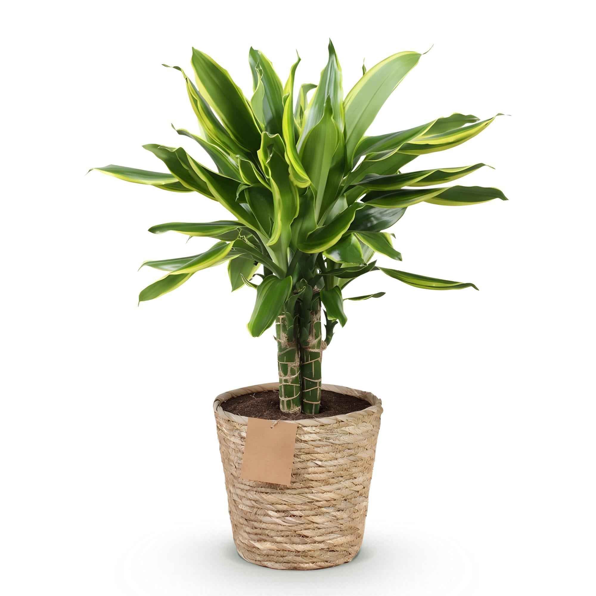 Image of Dracaena fragrans Golden Coast – 50-55cm – 17cm inkl. Naturkorb – Pflegeleichter Drachenbaum mit goldgrünem Blattwerk-0