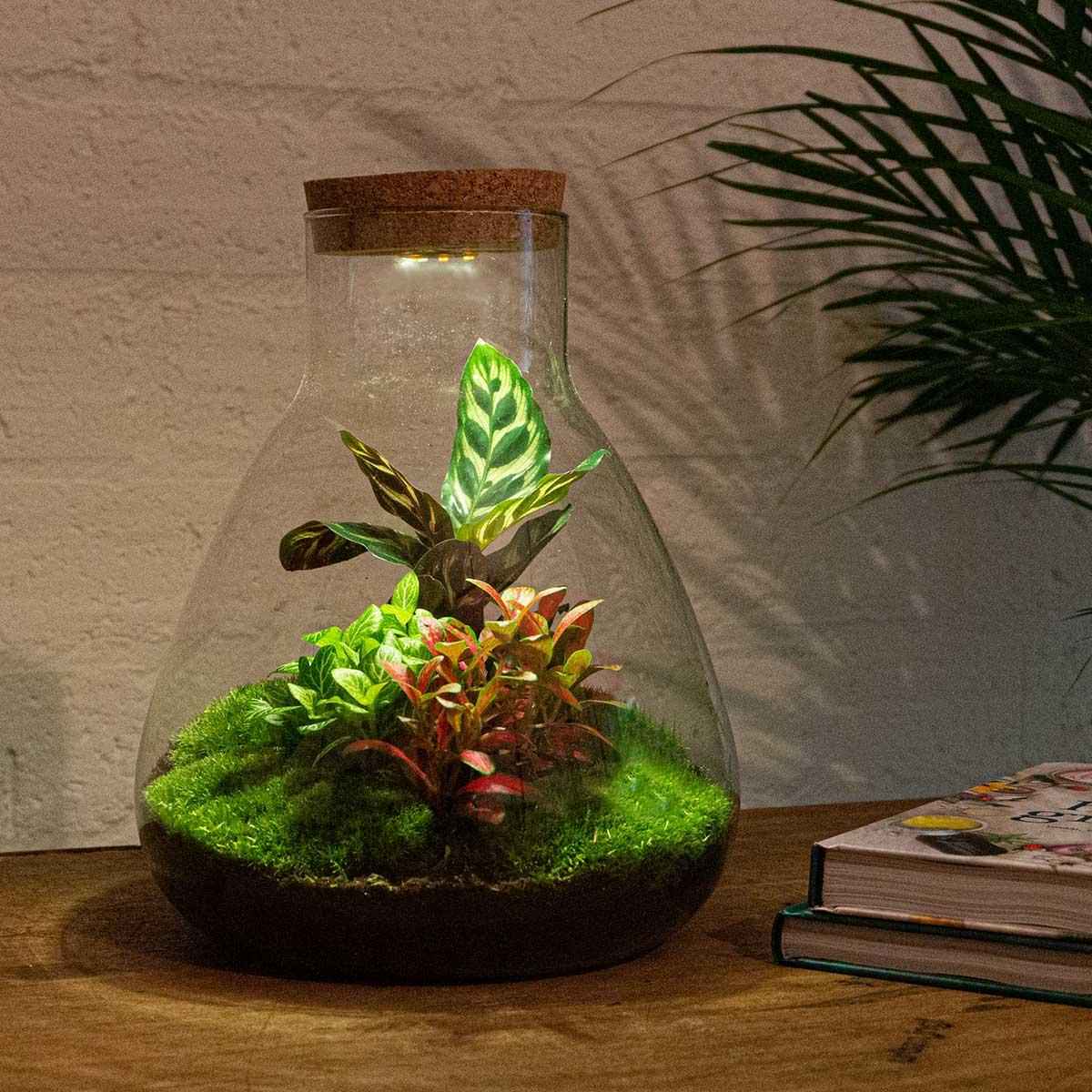 Image of Flaschengarten Sam Calathea mit LED – DIY Bausatz Terrarium – ↕30cm – Do – It – Yourself Pflanzen – Set – Autarkes Mini – Ökosystem-2
