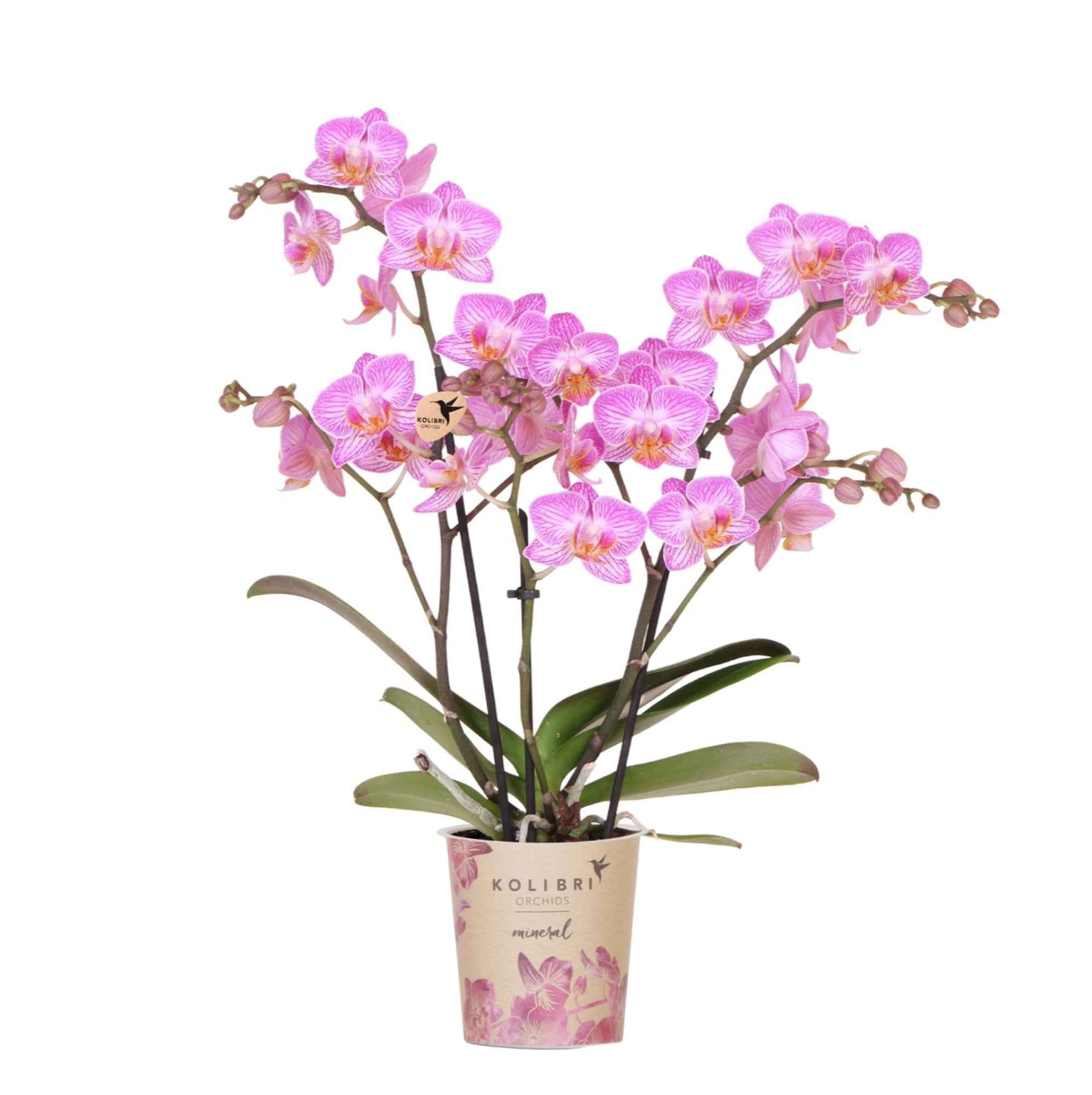 Image of Rosa Phalaenopsis Orchidee – Switzerland – Ø9cm – Elegante Orchidee mit weißen Adern – Blühende Zimmerpflanze mit 2-3 Trieben – Kompakt & dekorativ-0