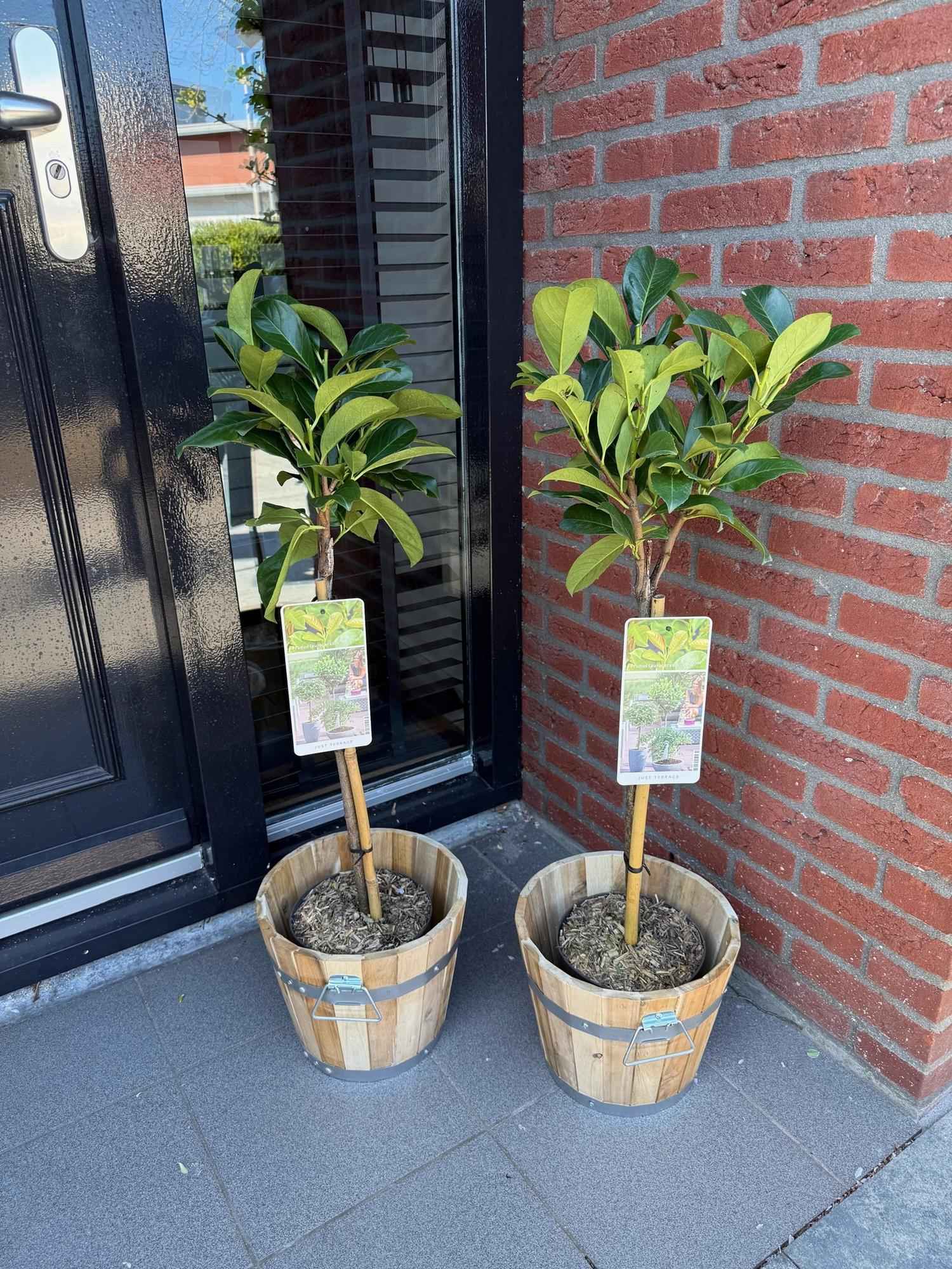 Image of Kirschlorbeer – Prunus laurocerasus Etna – Stamm – Pflanze – Immergrün – Höhe ca. 90cm – Topf Ø19cm – Pflegeleicht – Für Terrasse, Balkon & Garten-4