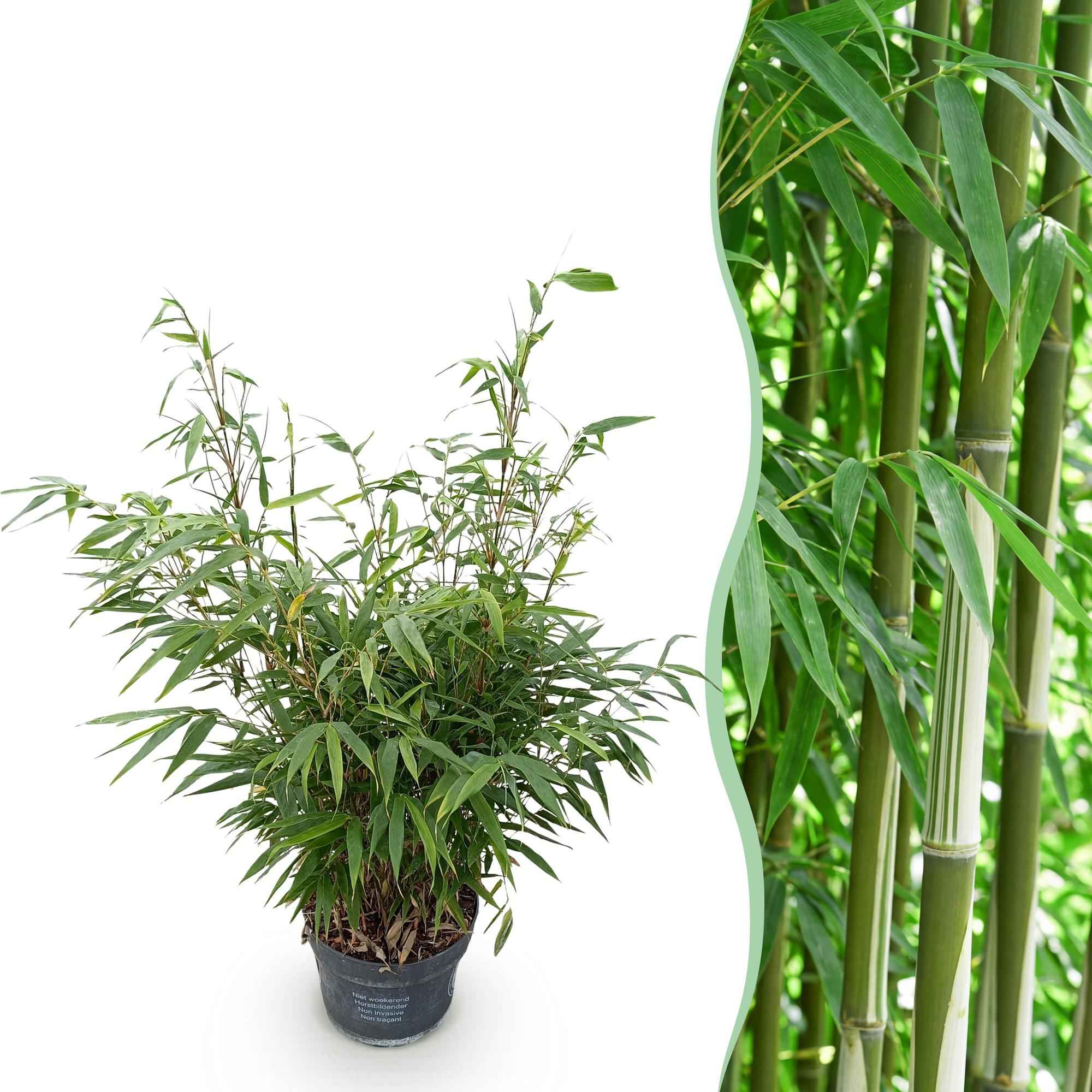 Image of Bambus Fargesia robusta Pingwu nicht wuchernd immergrün 80cm 23cm für Garten Terrasse Balkon Hecke Sichtschutz pflegeleicht winterhart grüne-1