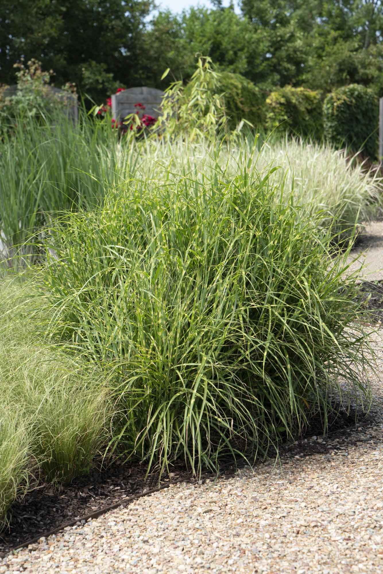 Image of Stachelschweingras Miscanthus sinensis Strictus – Ziergras – Ø23cm ↕60cm – Zebragras mit grün-gelben Querstreifen – Winterhart & pflegeleicht – Für Beet & Kübel