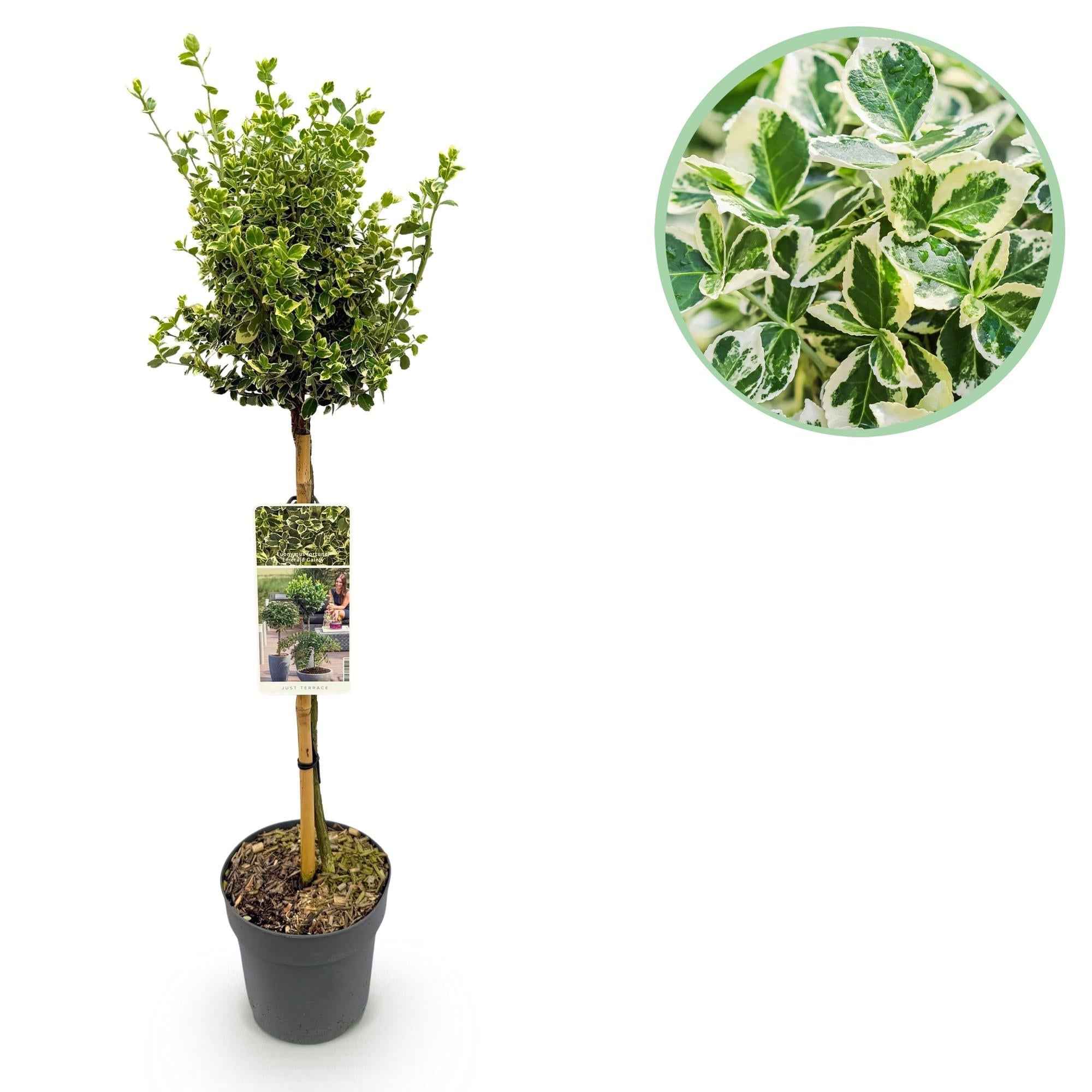 Image of Euonymus fortunei ‘Emerald Gaiety’ – Stamm – Pflanze – Immergrün & winterhart – für Terrasse, Balkon & Garten – pflegeleicht – Ø19cm – Höhe ca. 90cm-0