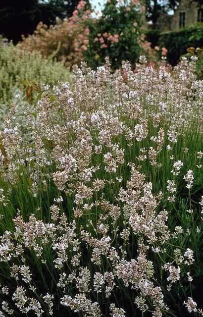 Image of Weißer Lavendel Lavandula int. ‘Edelweiss’ – ↕10-25cm – Ø9cm – 60 Pflanzen – Winterhart & pflegeleicht – Duftende Blüten
