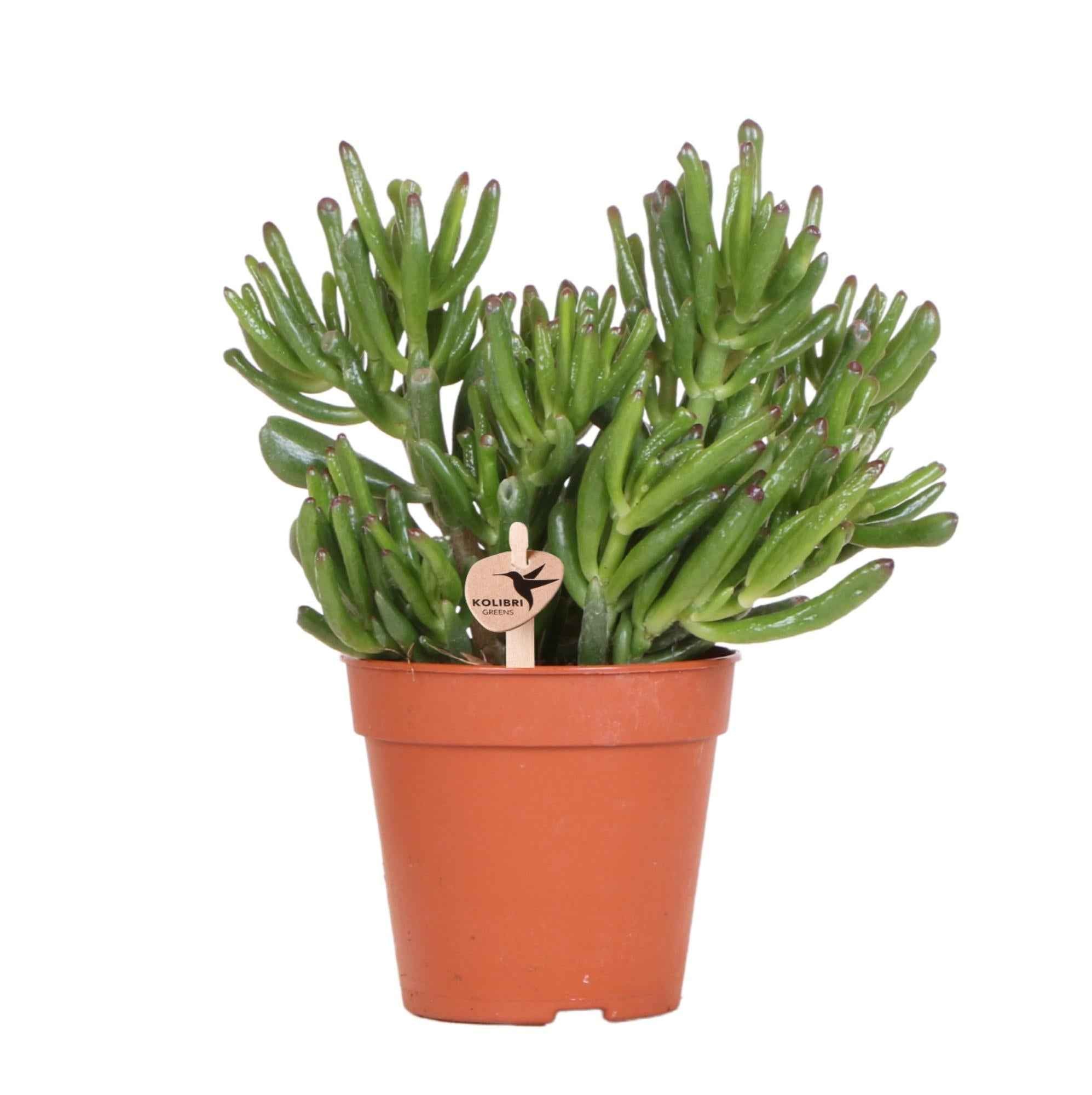 Image of Crassula Hobbit – Sukkulente Ø12cm – Pflegeleichte Zimmerpflanze frisch aus der Gärtnerei – Robuste grüne Pflanze für Wohnzimmer & Büro