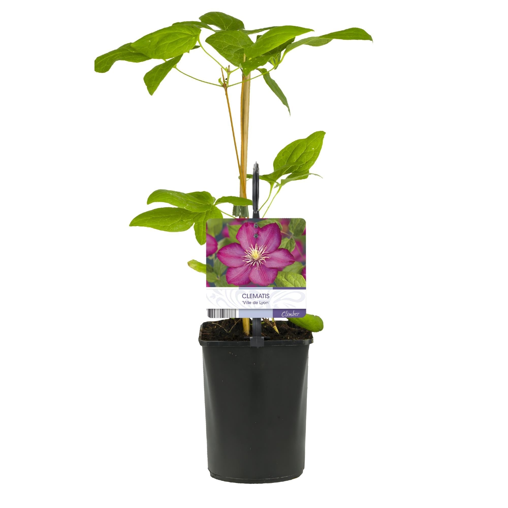 Image of Kletterpflanze Clematis Ville de Lyon – Rosa Blüten – 2 Pflanzen – 11cm x H40cm – Winterhart & Pflegeleicht – Ideal für Garten, Balkon & Pergolen-3