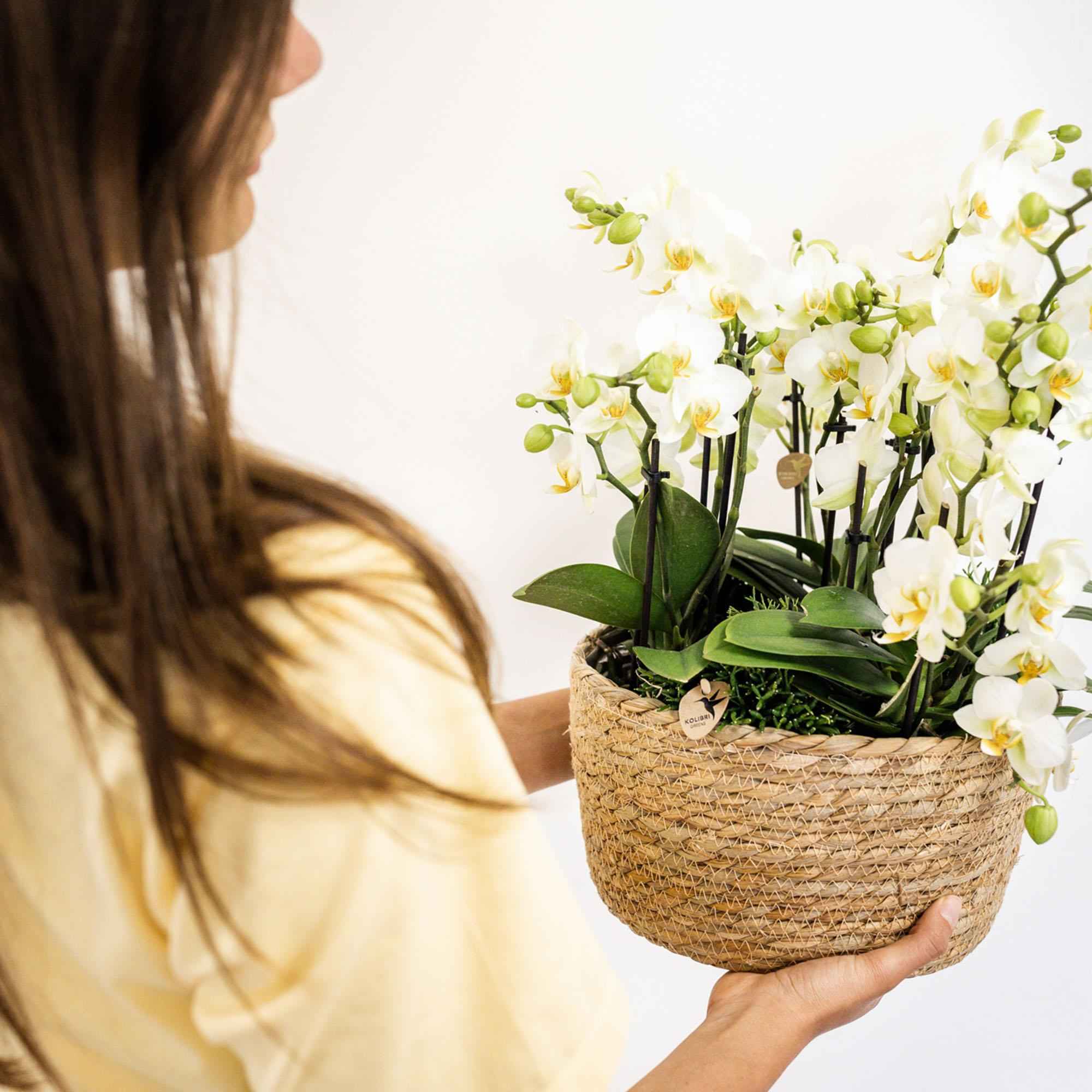 Image of Phalaenopsis Orchidee Lausanne – Weiß – Ø12cm – 2-3 Zweige – Elegante Zimmerpflanze mit vielen Blüten – Für Wohnzimmer, Büro & Bad-4