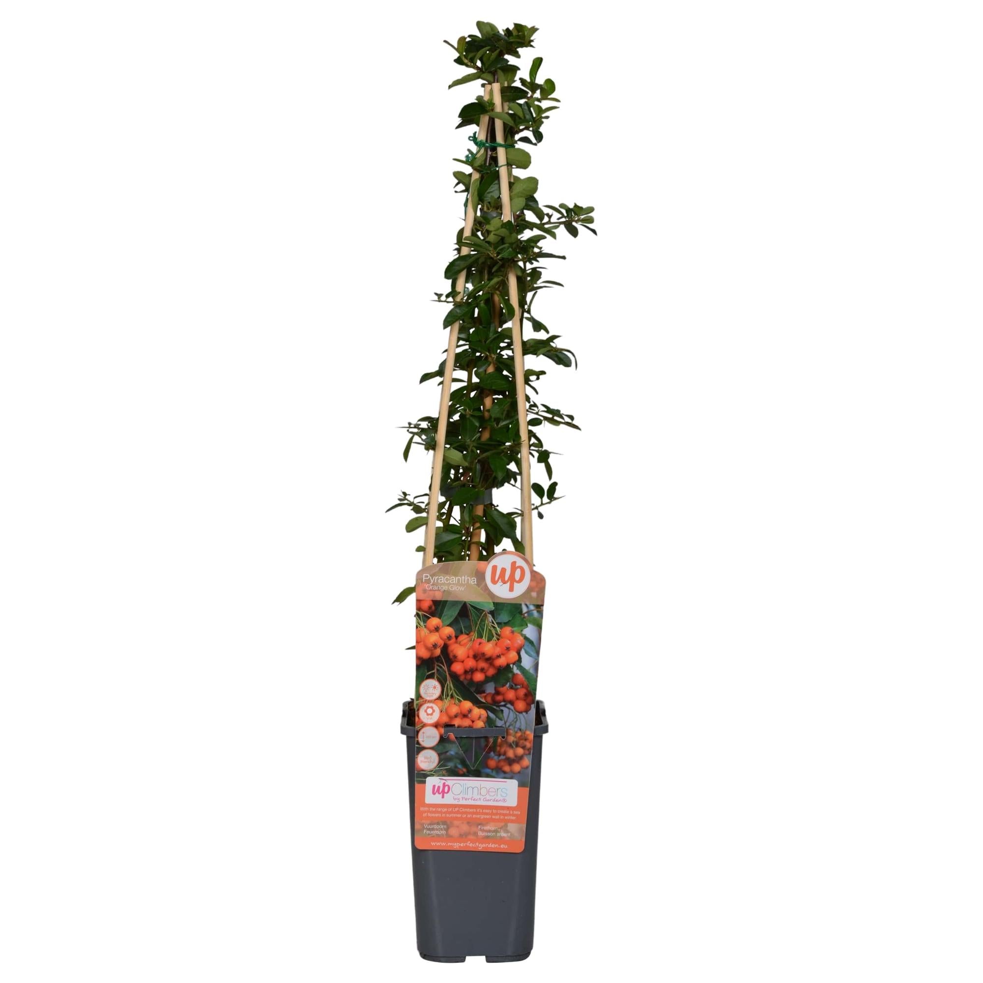 Image of Feuerdorn – Pyracantha 'Orange Glow' – Ø15cm – ↕65cm – Immergrüner Strauch mit oranger Beerenpracht – Ideal als Sichtschutz & Vogelschutzhecke-0