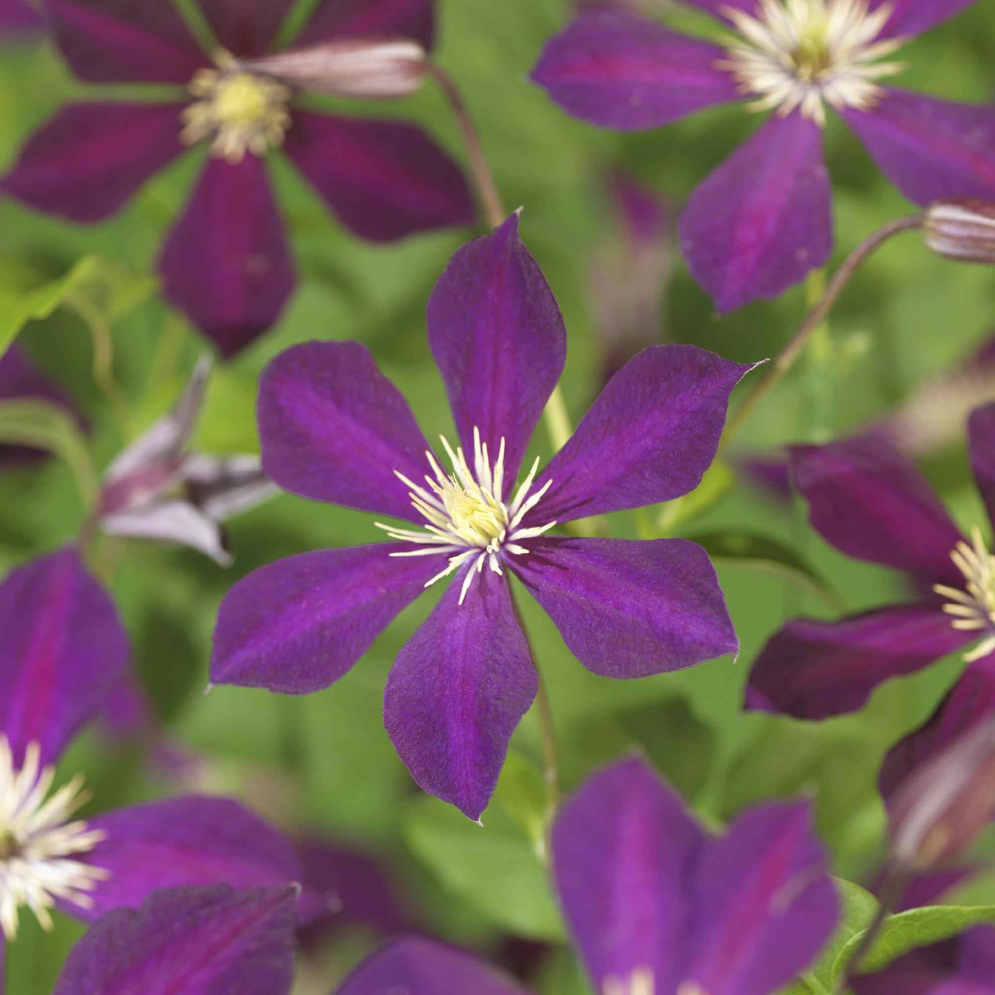 Image of Kletterpflanze Clematis Mikelite – Lila – weiße Blüten – Wenig Pflege – 2 Pflanzen – 11cm Höhe 40cm – Für Garten, Terrasse & Pergolen
