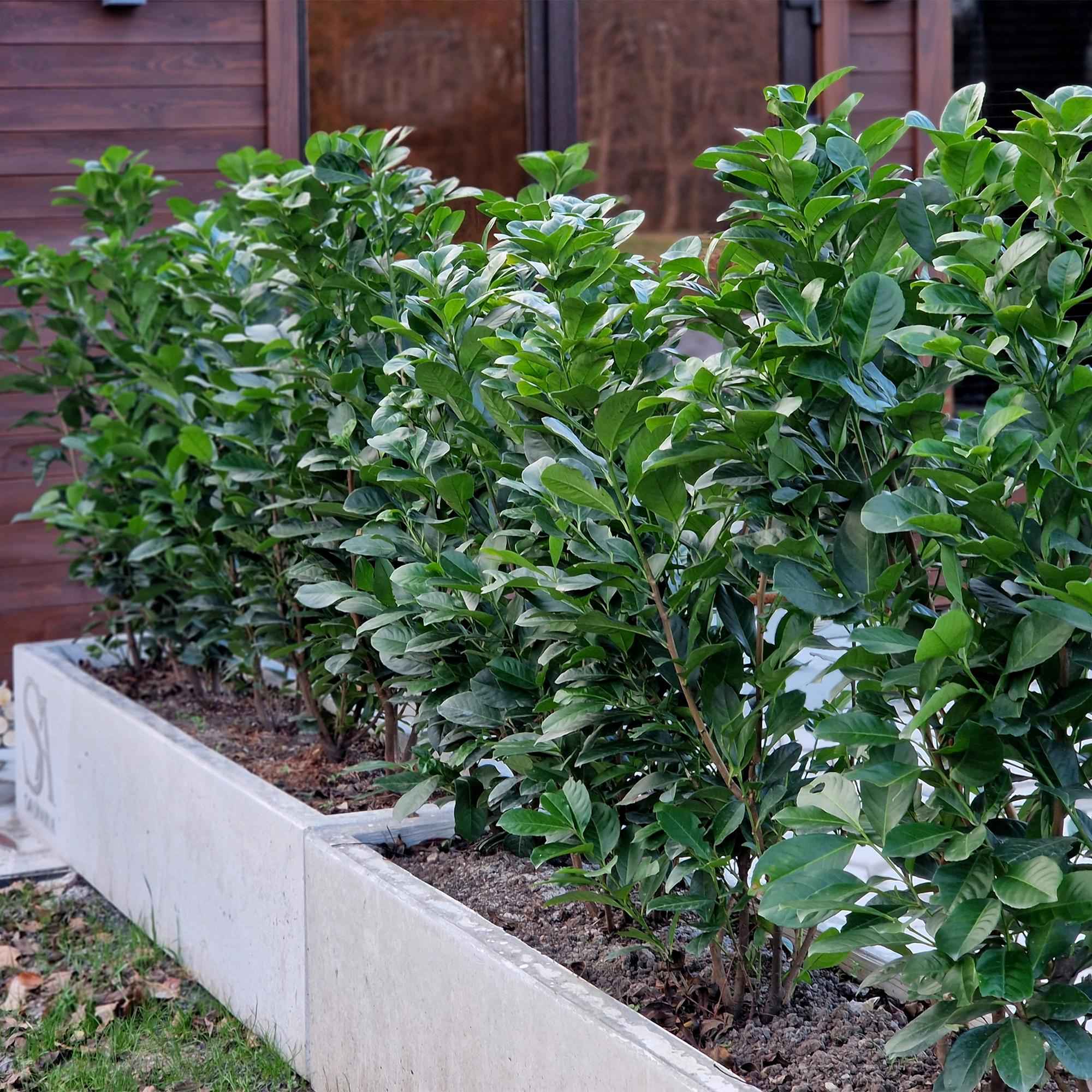 Image of Kirschlorbeer Prunus laurocerasus Etna – Hecke – Blatt grün – 6 Pflanzen – 1 laufender Meter – Immergrün – 17cm x H50cm-4