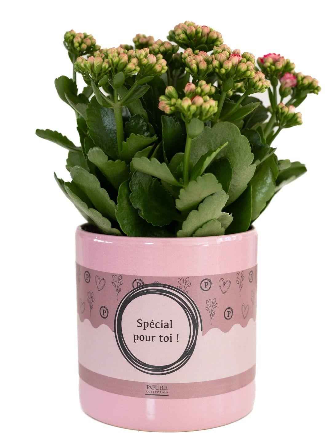 Image of Kalanchoe Pink in SPECIAL POUR TOI Topf – Ø12cm ↕27cm – Rosa blühende Sukkulente – Pflegeleichte Zimmerpflanze-0