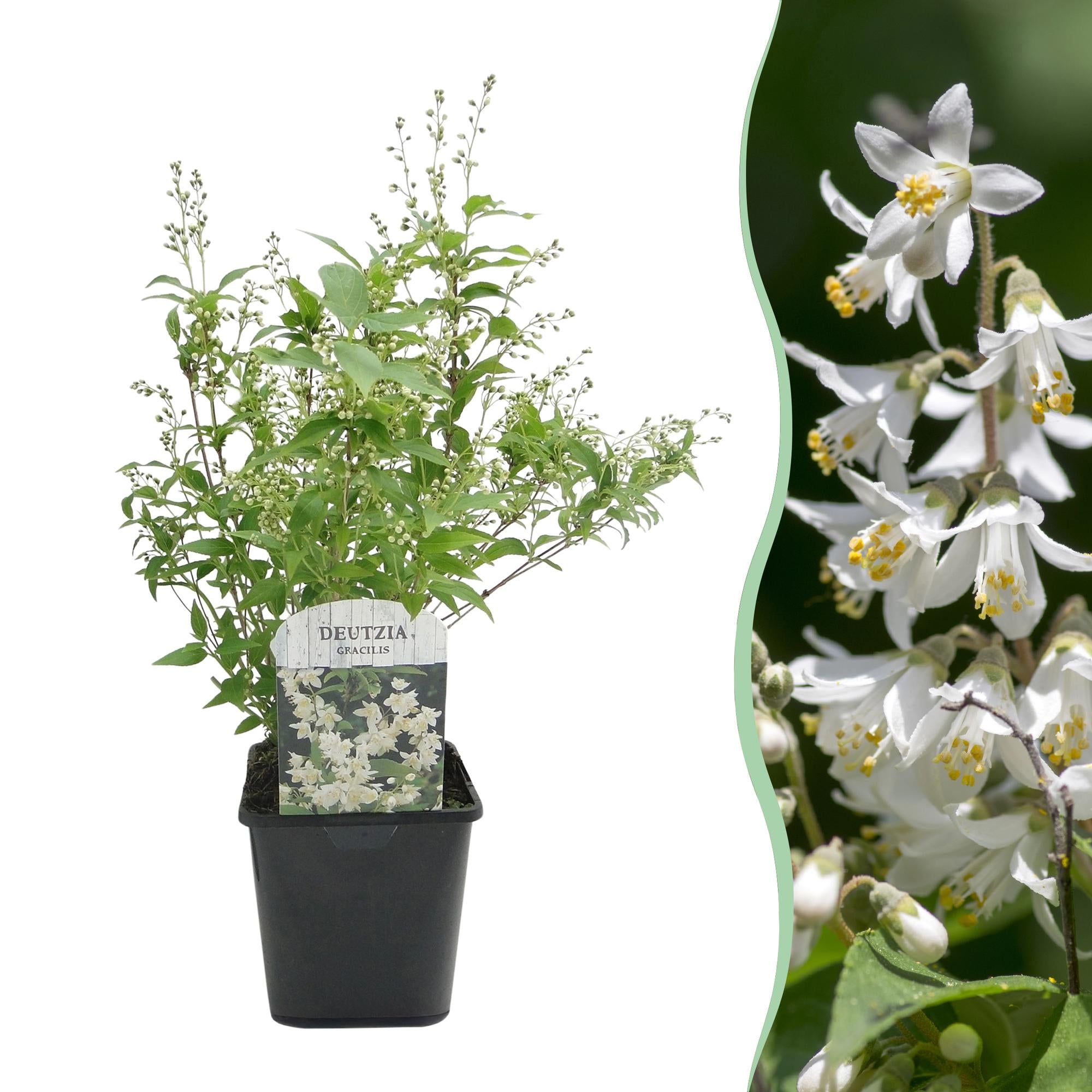 Image of Deutzia Gracilis – Zierlicher Strauch – Blüte Weiß – Bienen – & Schmetterlingsfreundlich – 17cm x H45cm – pflegeleicht-1