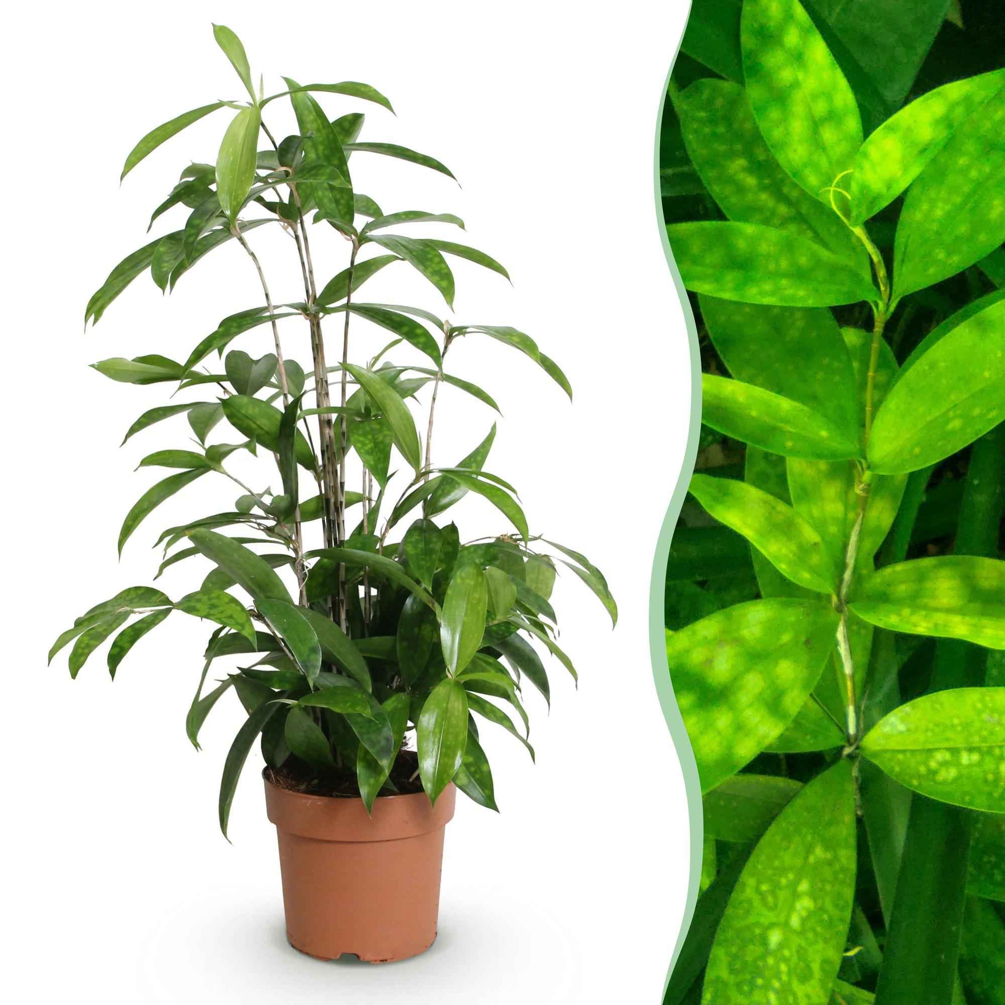 Image of Dracaena surculosa – Drachenblutbaum – 17cm – Höhe 60-70cm – Pflegeleichte grüne Zimmerpflanze mit eleganten Blättern für Wohn – und Arbeitsräume-1