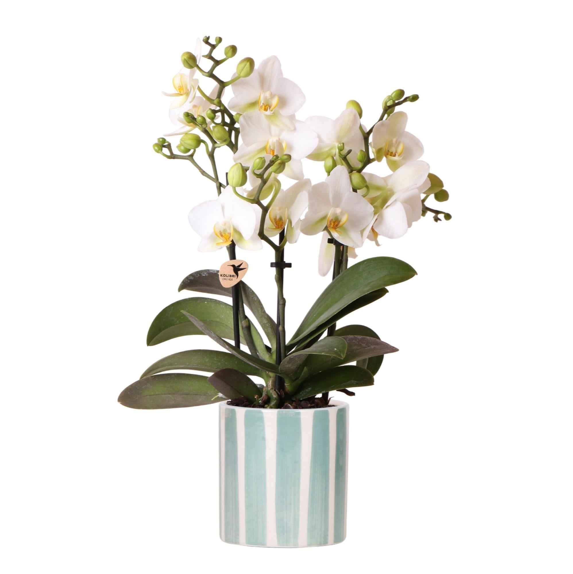 Image of Weiße Phalaenopsis Orchidee Lausanne im Painted Stripe Ziertopf Türkis – Ø9cm – Multiflora Zimmerpflanze mit 2-3 Blütentrieben-0
