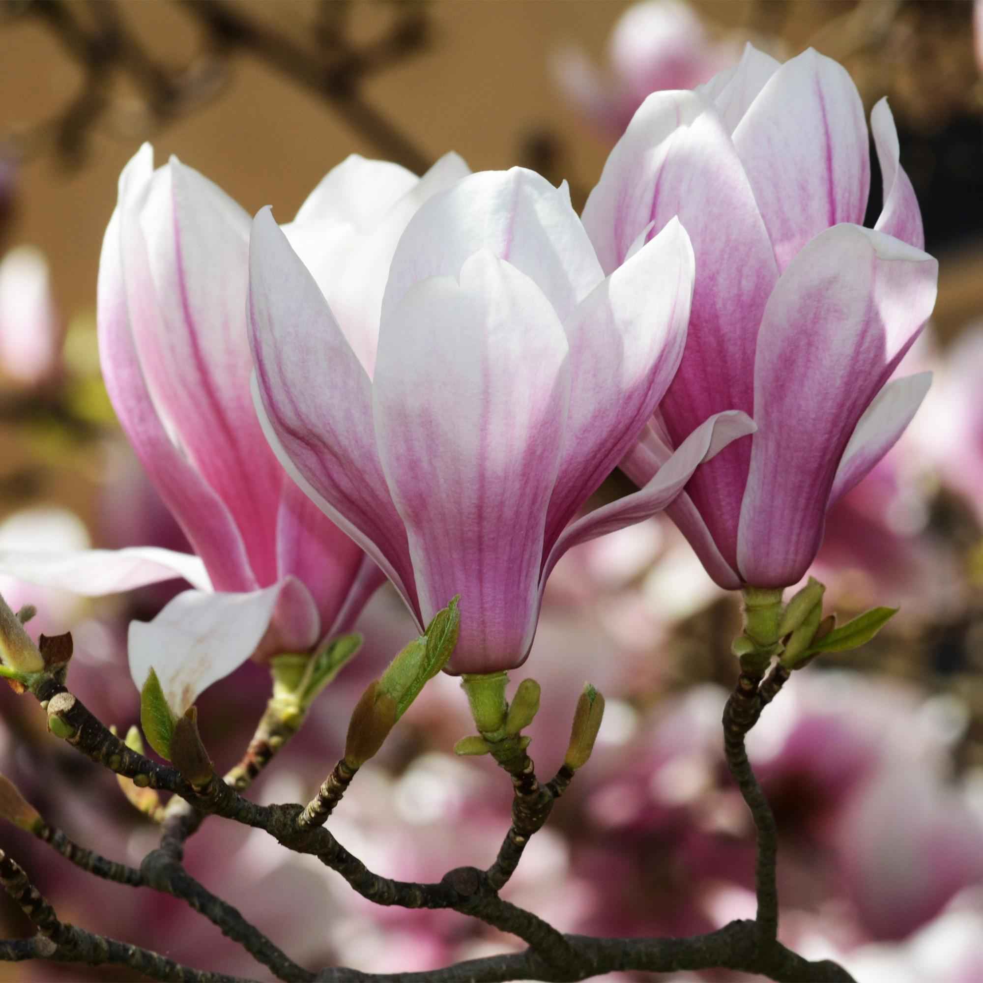 Image of Magnolia soulangeana – 12cm – Höhe ca. 30cm – Laubabwerfende Tulpen – Magnolie mit großen rosa Frühjahrsblüten-2