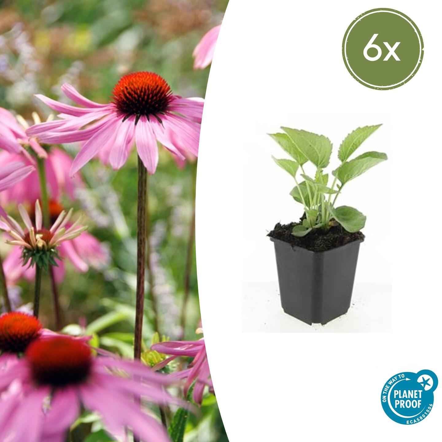 Image of Rotblühender Scheinsonnenhut Echinacea purpurea 'Magnus' – ↕10-25cm – Ø9cm – 6 Pflanzen – Purpur – Sonnenhut – Bienenfreundlich – Für Sonne & Beete