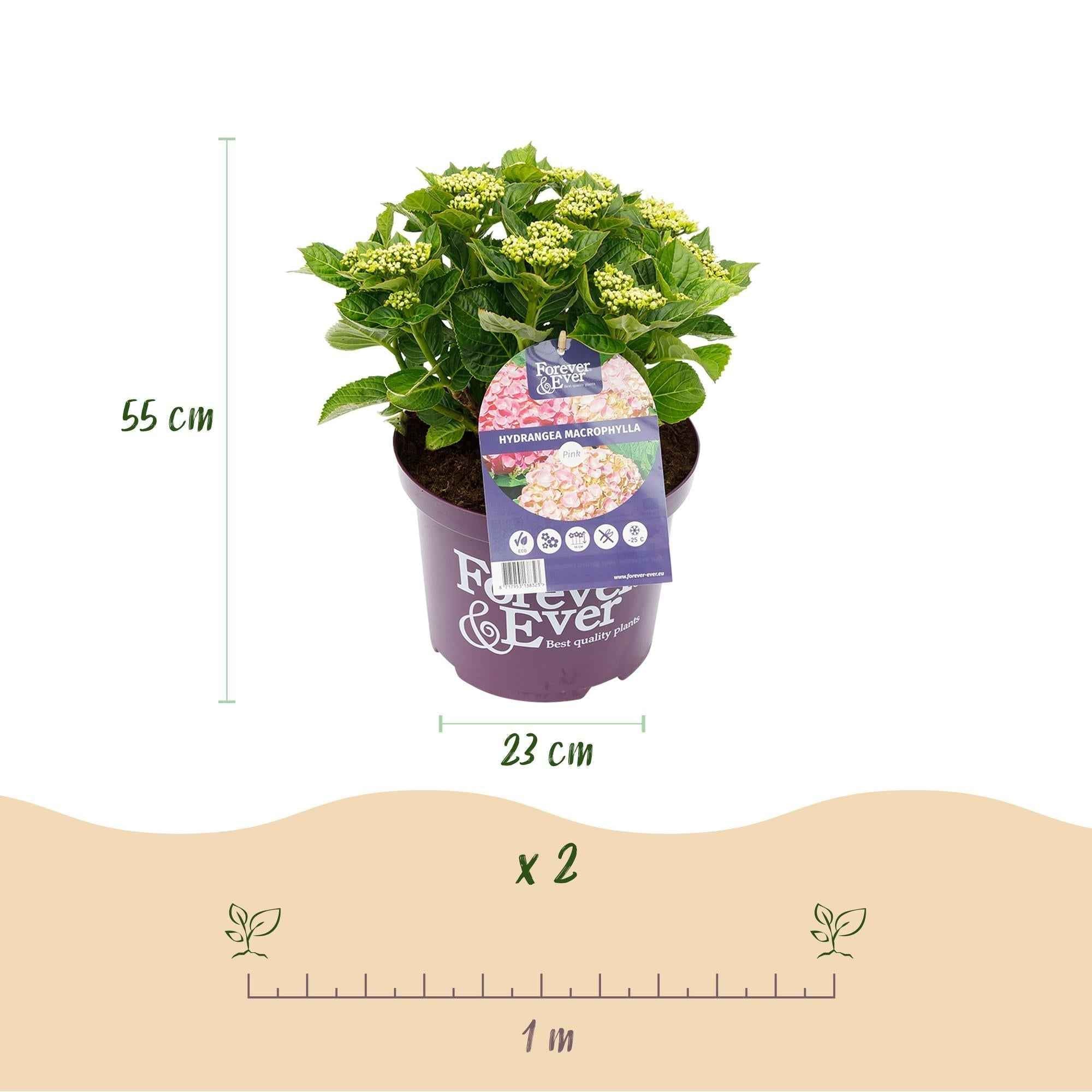 Image of Hortensie Hydrangea macrophylla Forever & Ever Rosa – Balkonpflanze – 7-12 Blüten – Topf 23cm – Höhe 55cm – Langlebige Blüten-2