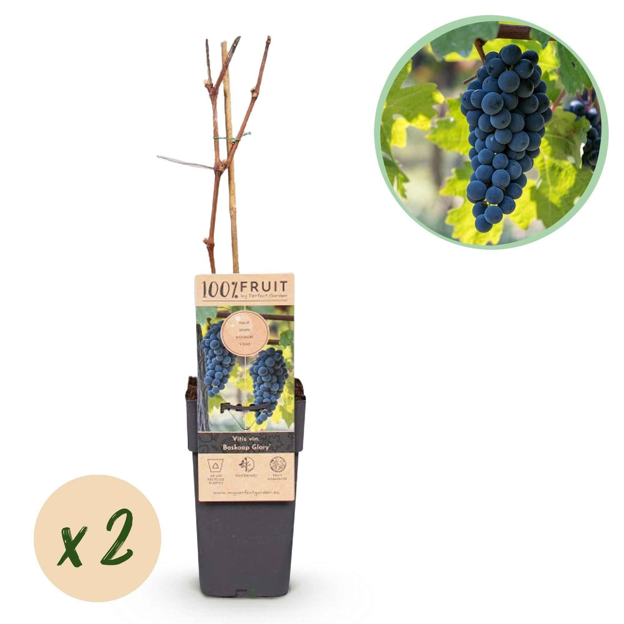 Image of Weinrebe Vitis vinifera Boskoop Glory – Blaue Traube – 2 Pflanzen – Obstpflanze – 15cm – Höhe 50cm-1