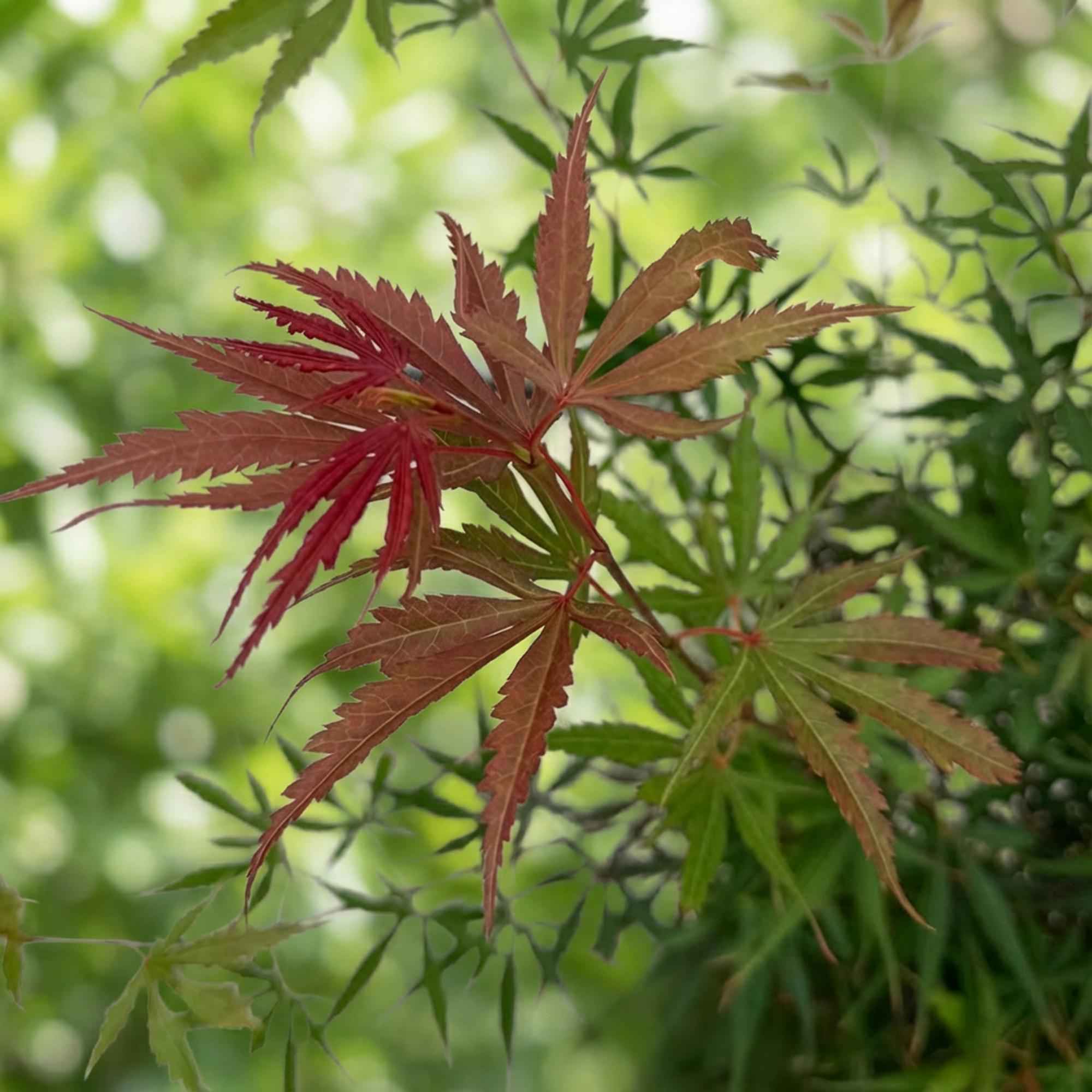 Image of Japanischer Ahorn Acer palmatum Jerre Swarts, laubabwerfende Gartenpflanze in Orange Rot, Zierahorn für Garten und Kübel, Ø26cm, 90cm hoch, für-2