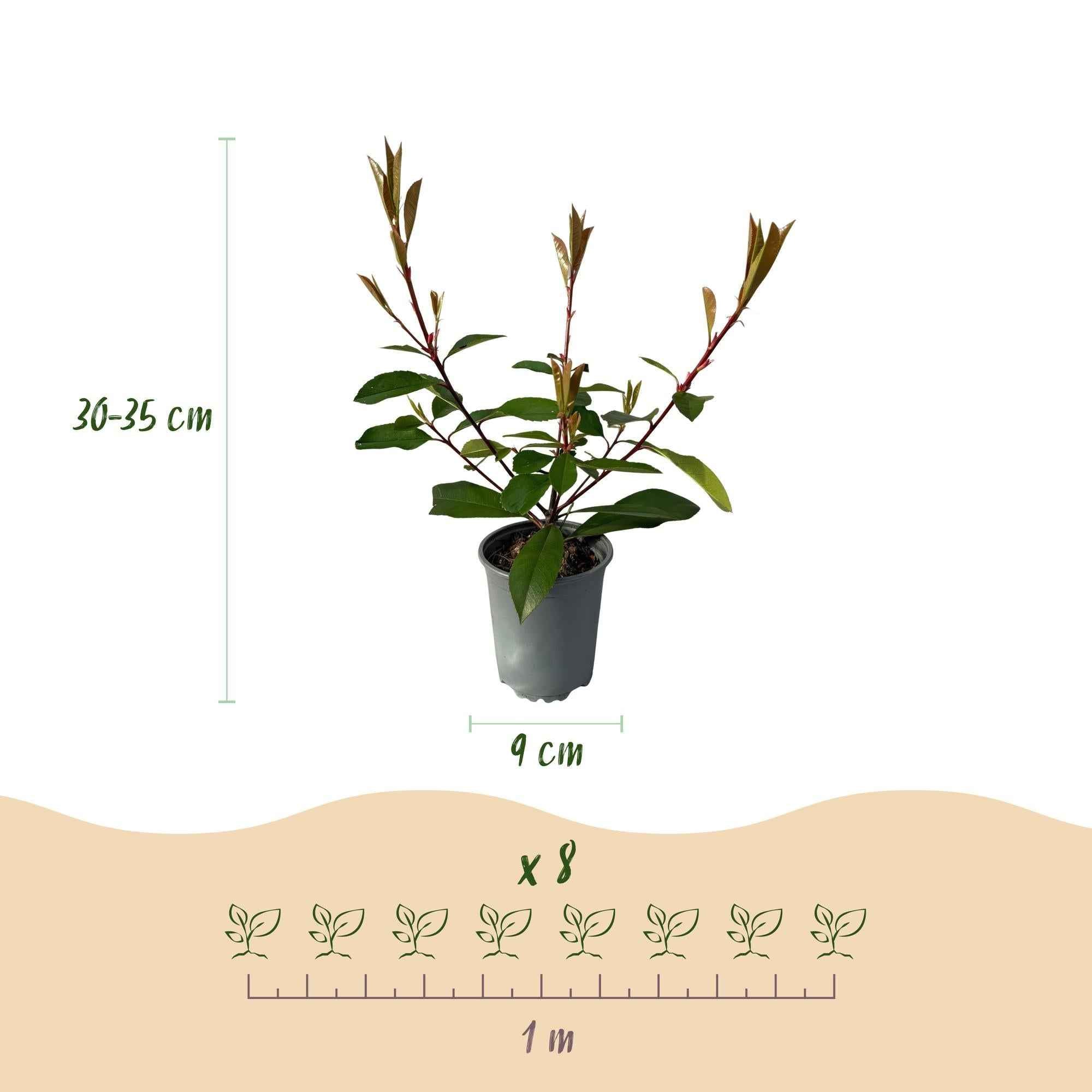Image of Frasers Glanzmispel – Photinia fraseri Red Robin – Heckenpflanze – Blatt rot grün – 8 Pflanzen – 1 laufender Meter – immergrün – 9cm Höhe 30-35cm-2