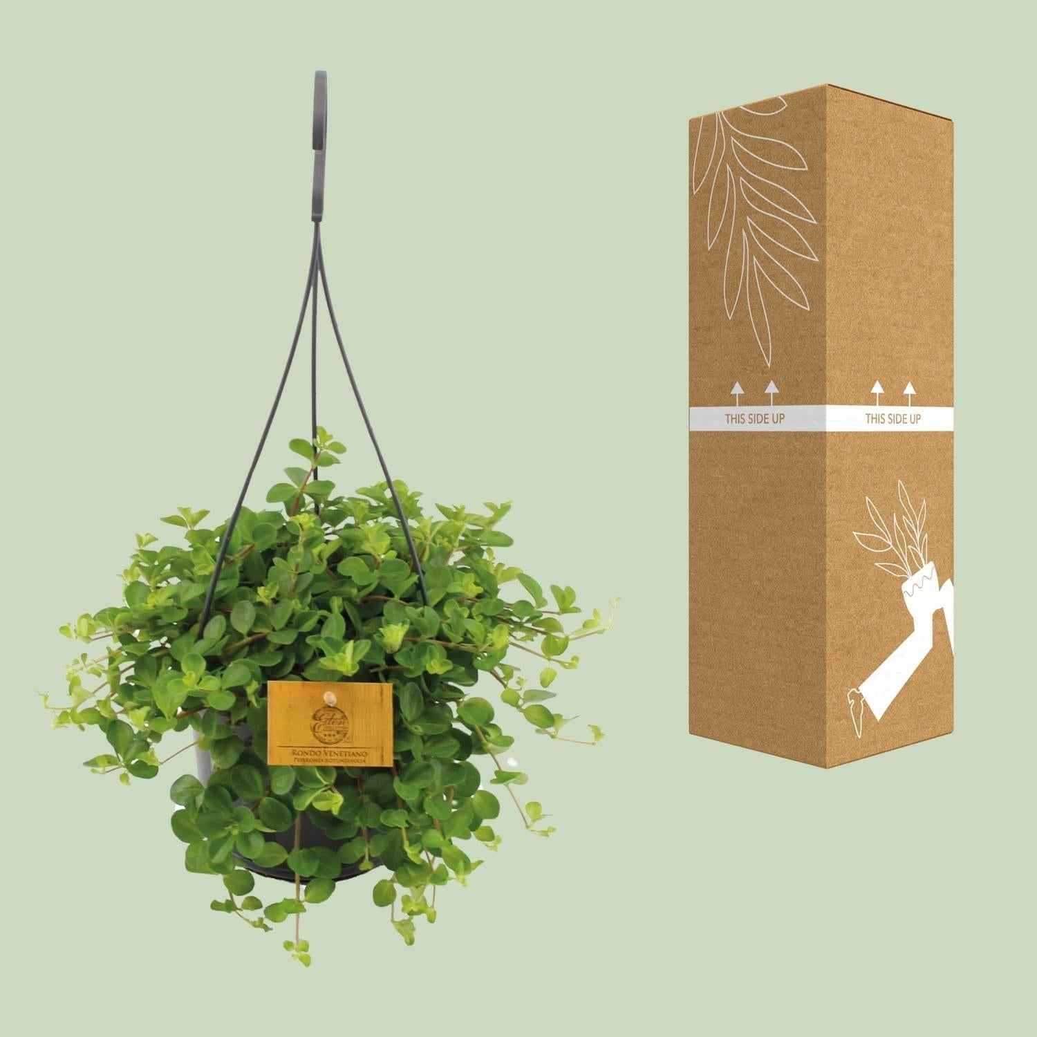 Image of Zwergpfeffer Peperomia Rotundifolia – Zimmerpflanze – Glänzende Blätter – Ø15 cm, Höhe 25 cm – Pflegeleicht