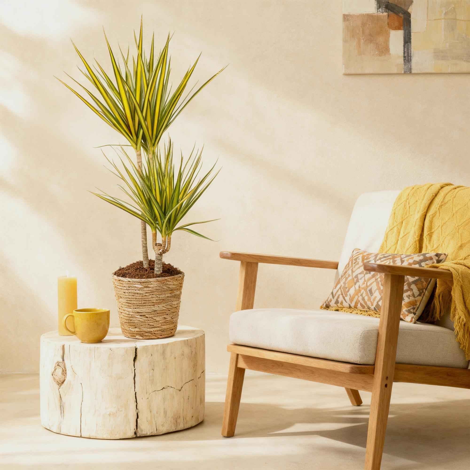 Image of Dracaena Sunray – 90-100cm – 21cm inkl. Naturkorb – Pflegeleichter Drachenbaum – Grün – Gelbes Blattwerk-3