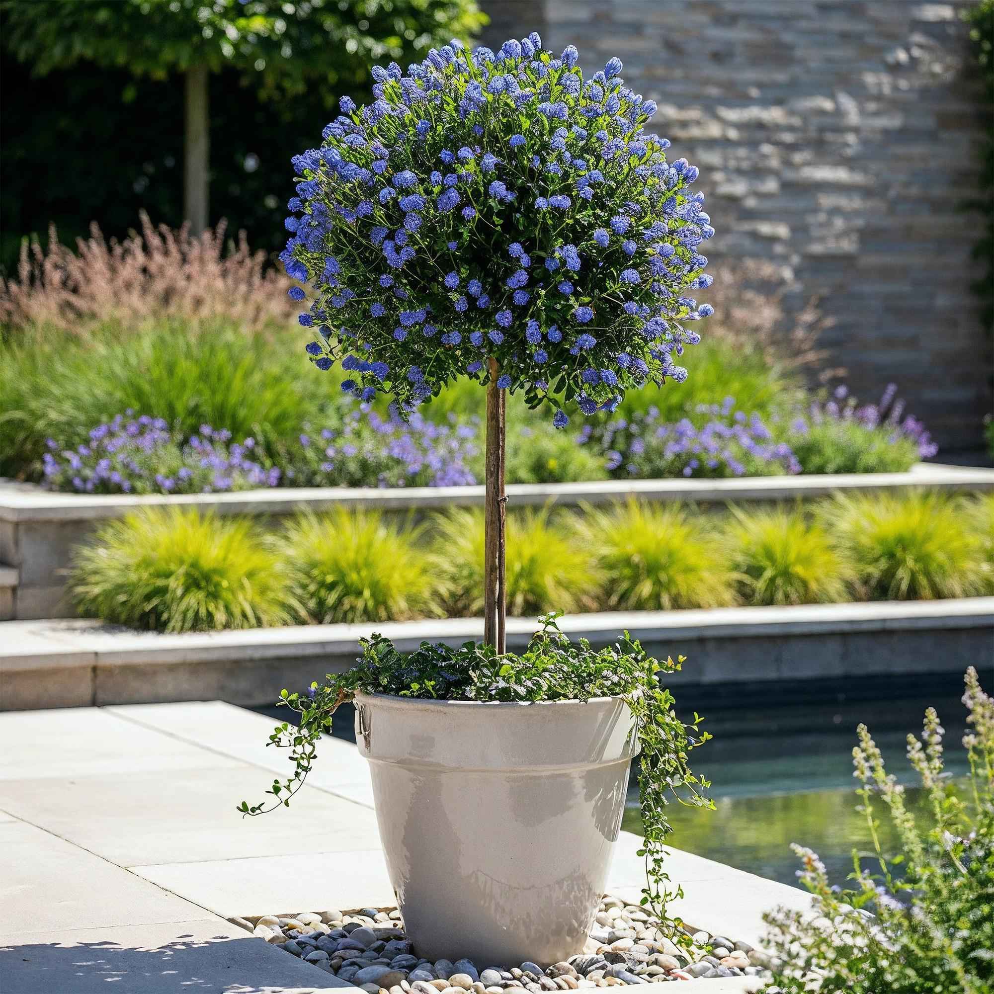 Image of Säckelblume Ceanothus impressus Victoria Ø19cm Höhe90cm – Immergrüne Terrassenpflanze mit lila Blüten – Winterharter Zierstrauch für Balkon & Garten-4