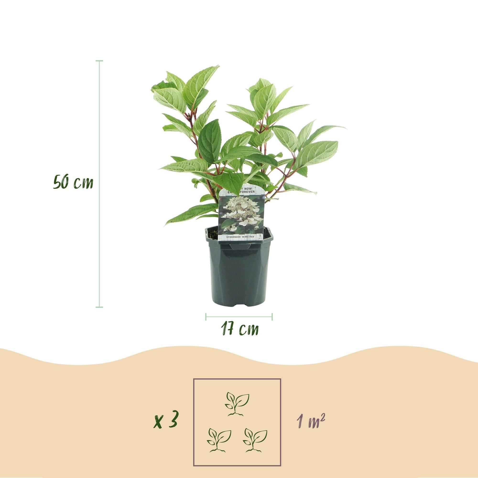 Image of Rispenhortensie – Hydrangea panniculata Wims Red – Blüte Weiß – Rot – 3 Pflanzen für 1m² – Laubabwerfend – Große Blüten – 17cm – Höhe ca. 50cm-3