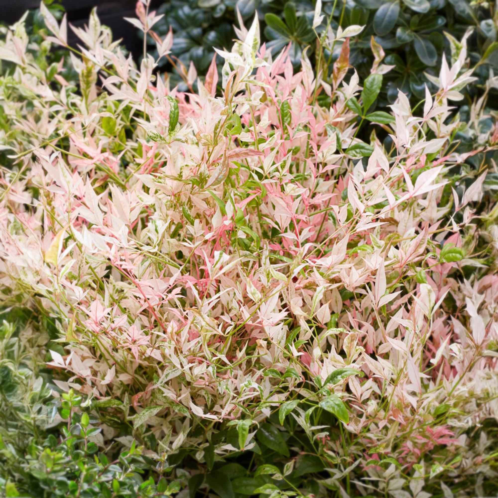 Image of Heiliger Bambus Nandina Twilight – 17cm Höhe ca.45cm – Immergrün & farbwechselnd – Bunt rosa Laub – Pflegeleichter dekorativer Zierstrauch-3