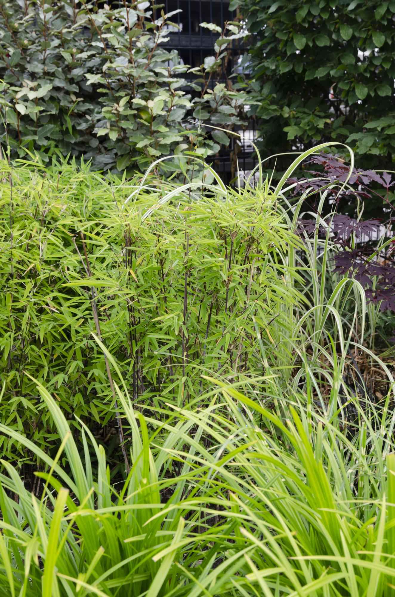 Image of Carex morrowii 'Irish Green' – 3 Pflanzen – Immergrünes Ziergras – Ø14cm – Höhe ca. 30cm – robustes Garten – Gras für Sonne & Schatten
