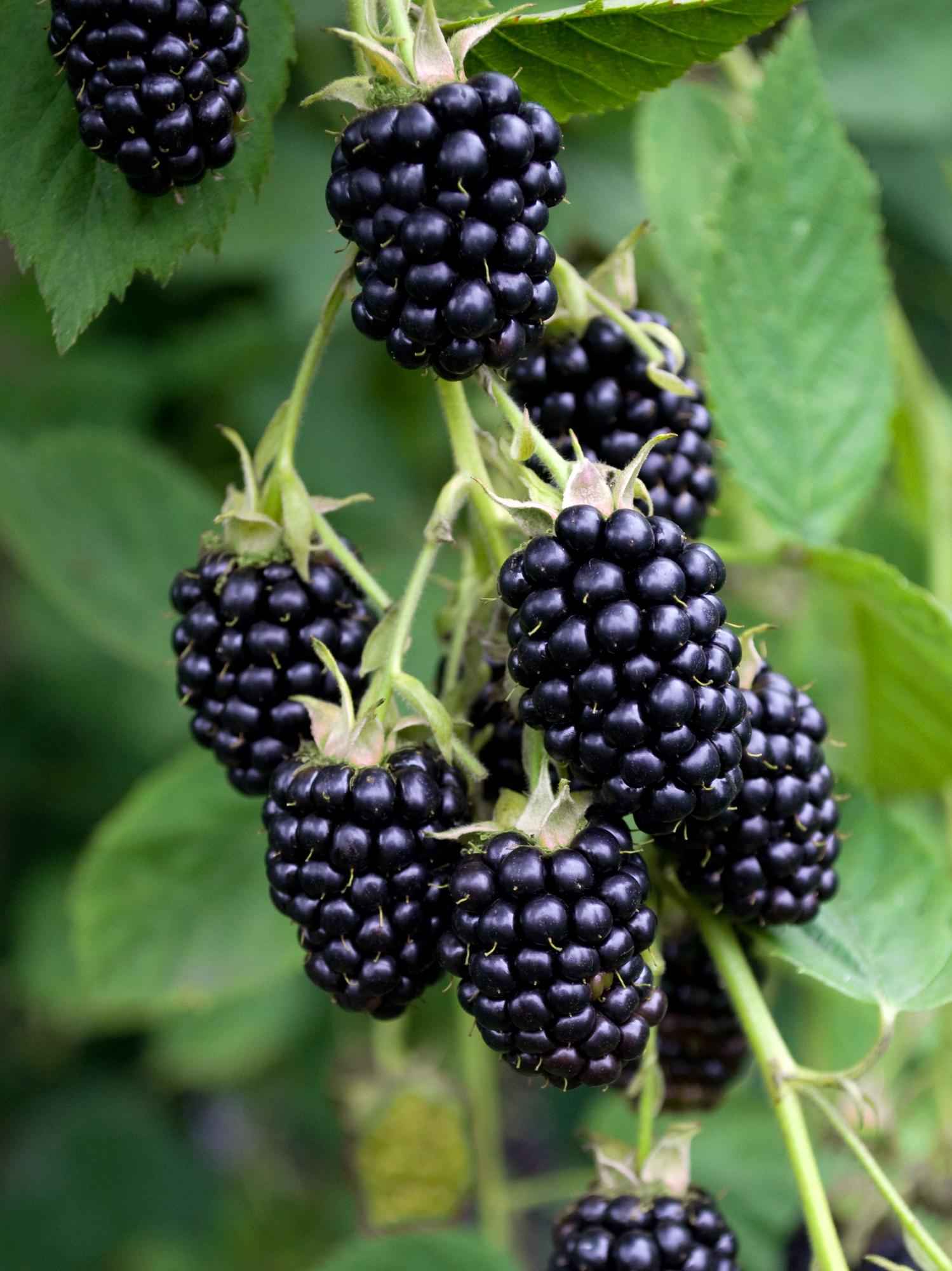 Image of Brombeere - Rubus fruticosus Black Satin - Dornenlose Brombeerpflanze - Ø13cm - Höhe ca. 45cm - Winterharte Obstpflanze für Garten und Terrasse