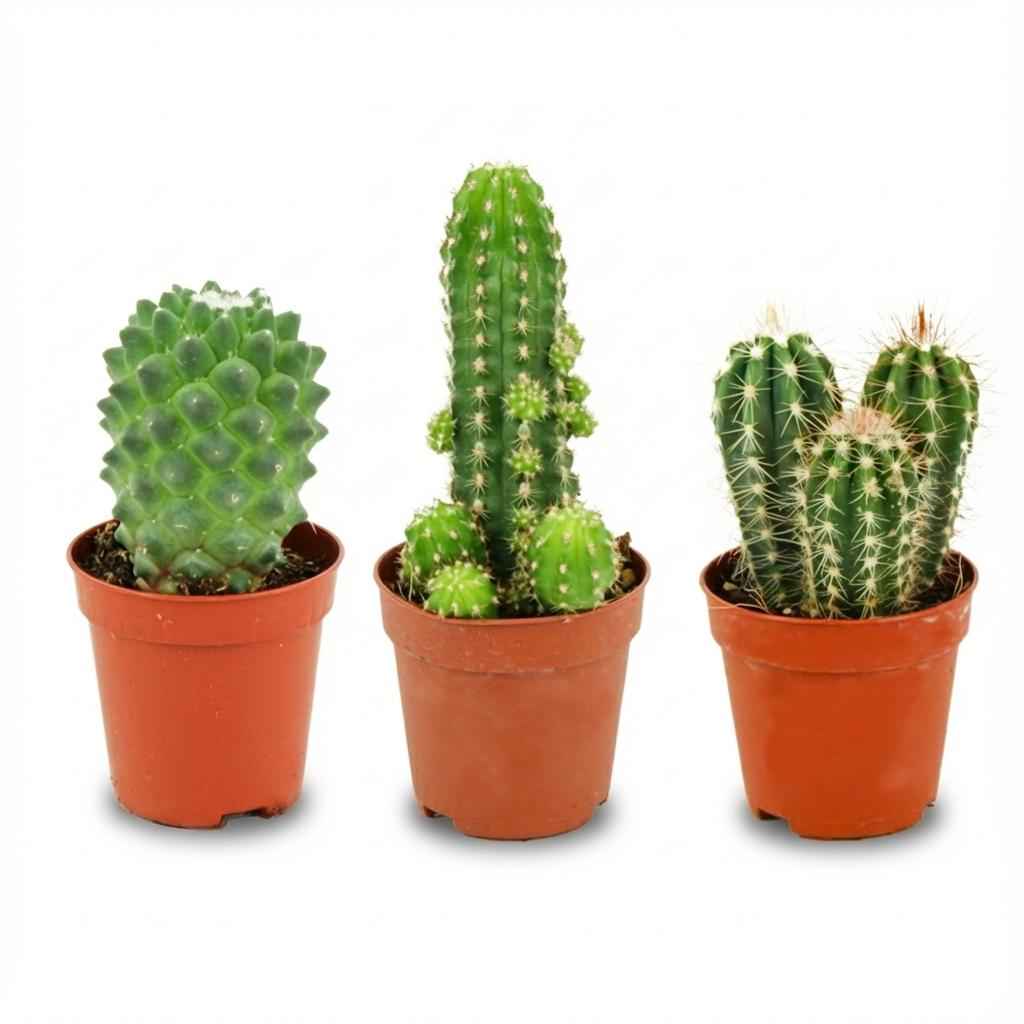 Image of Mini Kakteen Set 3 Pflanzen Ø5,5cm Höhe5-10cm – Pflegeleichte Mini – Kakteen für sonnige Fensterbank – Ideal für kleine Räume & Deko-0