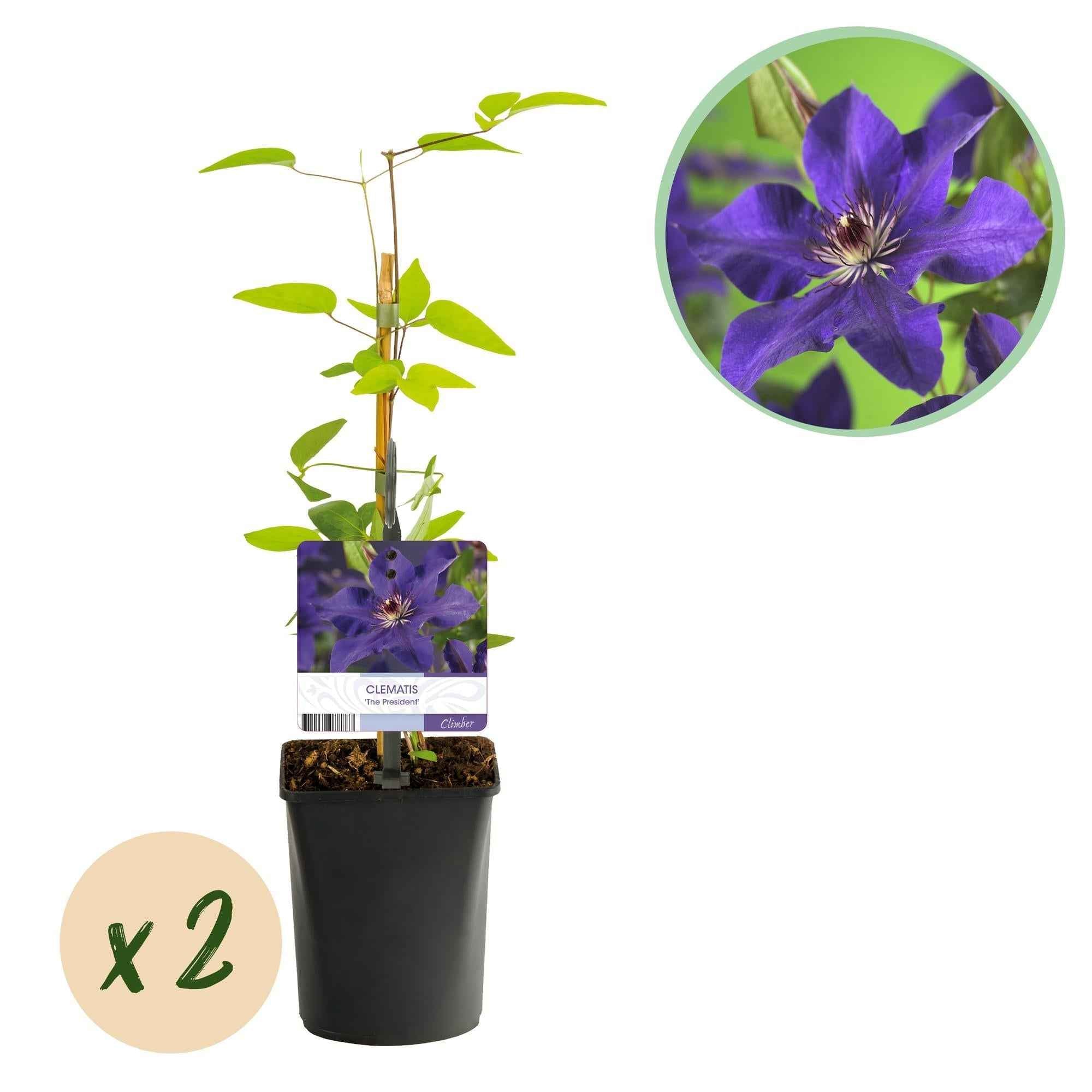 Image of Kletterpflanze Clematis The President – Rosa Blüten – 2 Pflanzen – 11cm x H40cm – Bis 3m – Pflegeleicht – Ideal für Garten, Balkon & Pergola