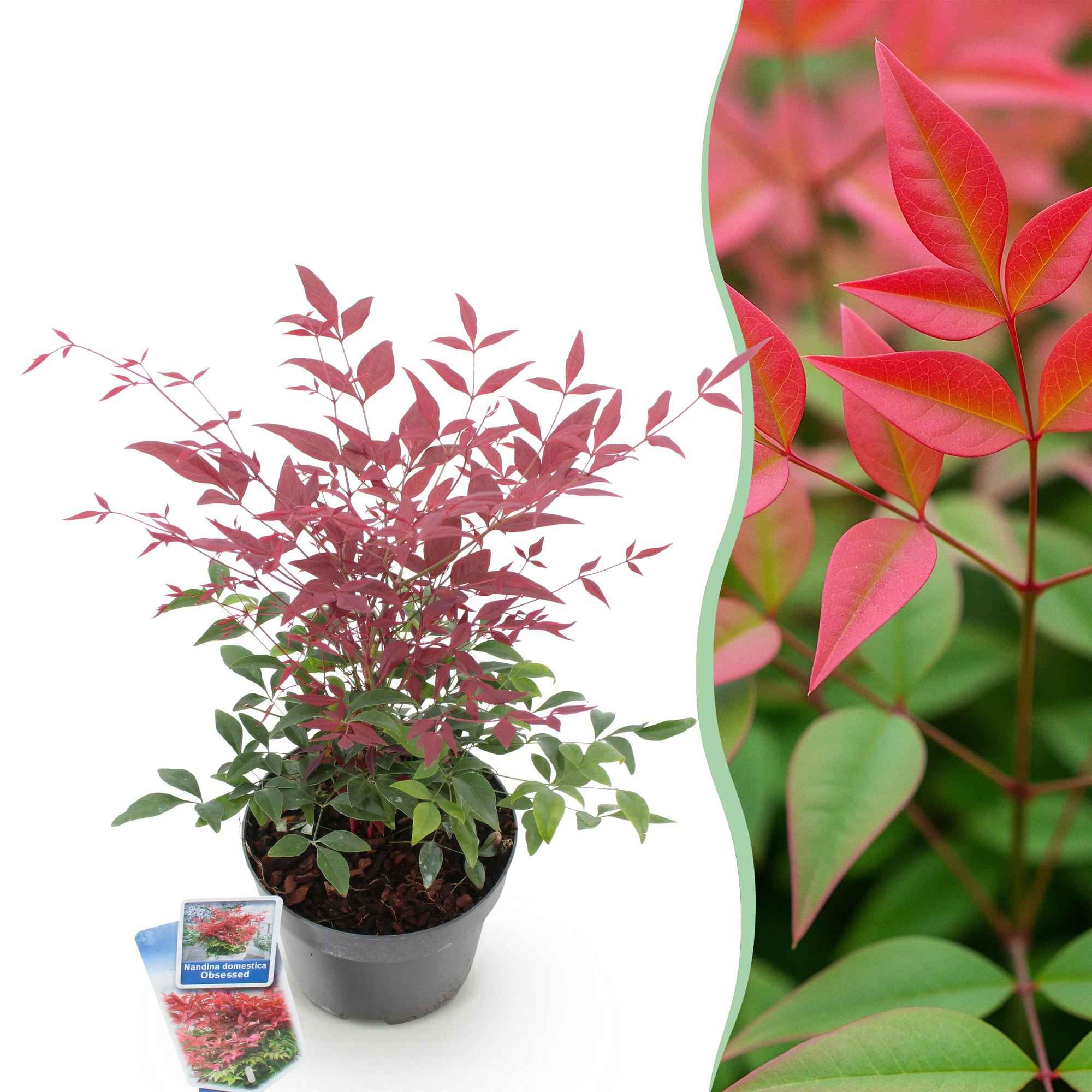Image of Heiliger Bambus Nandina Obsessed – 17cm Höhe ca.45cm – Immergrün & farbintensiv – Rotes Laub für Beet Balkon Terrasse – Pflegeleichter Zierstrauch-0