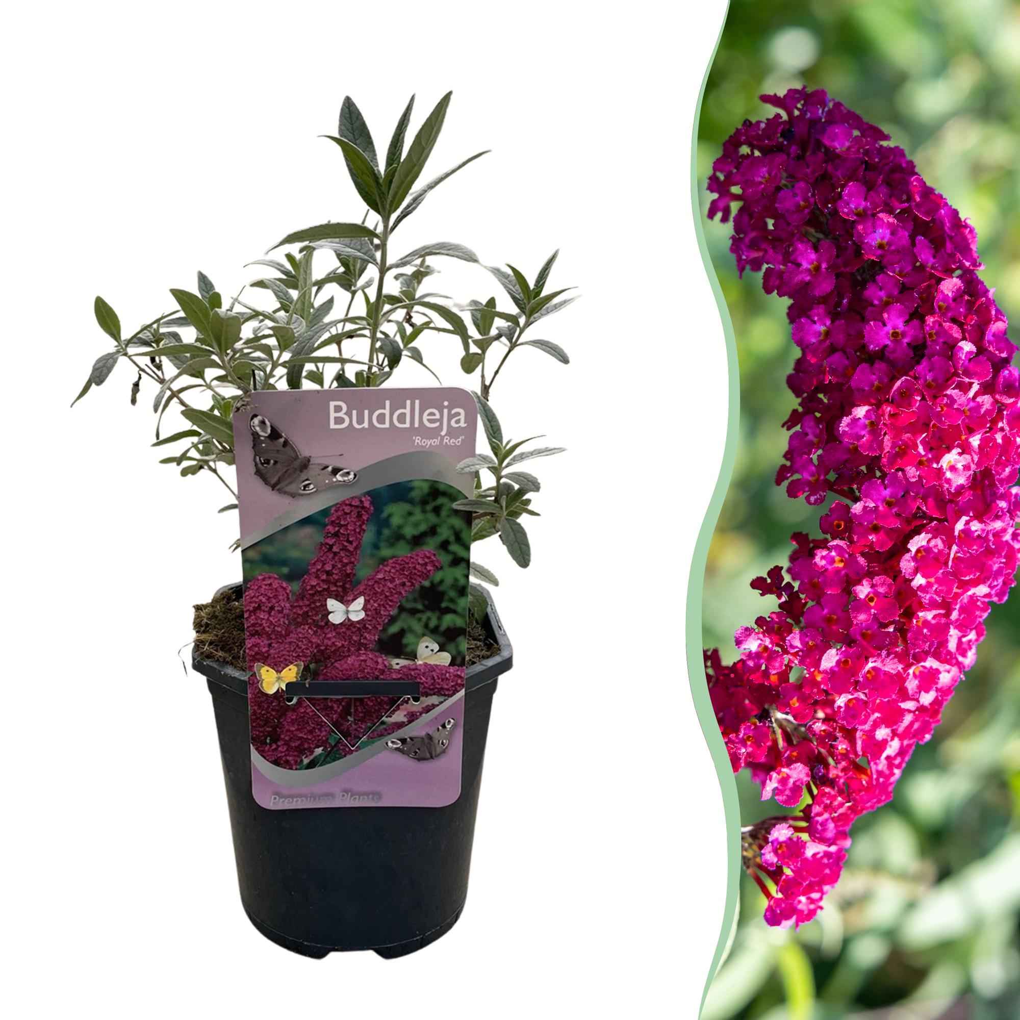 Image of Schmetterlingsstrauch Buddleja davidii Royal Red – Rote Blüten – Laubabwerfend – Schmetterlingsfreundlich – 17cm Höhe 25cm-1