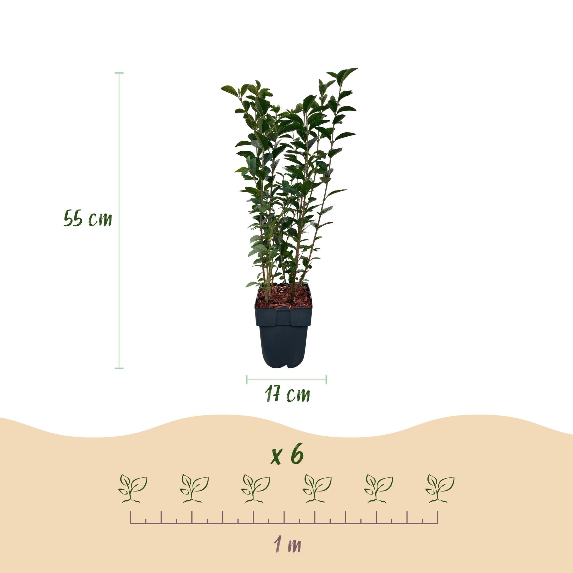Image of Ovalblättriger Liguster Ligustrum ovalifolium – Immergrün – Heckenpflanze – Blatt Grün – 6 Pflanzen – 1m laufend – Pflegeleicht – 17cm Höhe 55cm-4