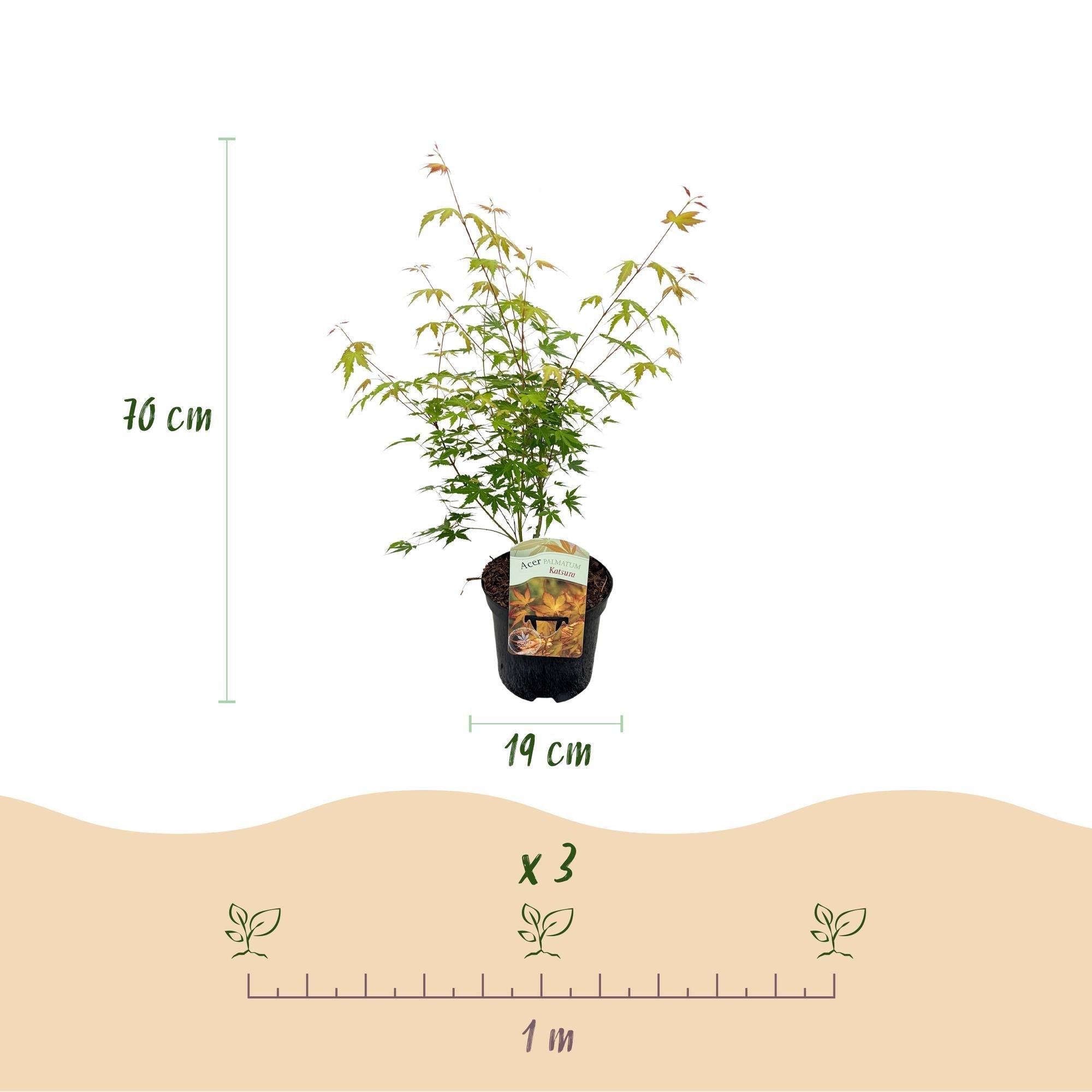 Image of Japanischer Ahorn Acer palmatum 'Katsura' – Orange – Balkon – & Gartenpflanze – Ø19cm – Ca. 70cm hoch-4