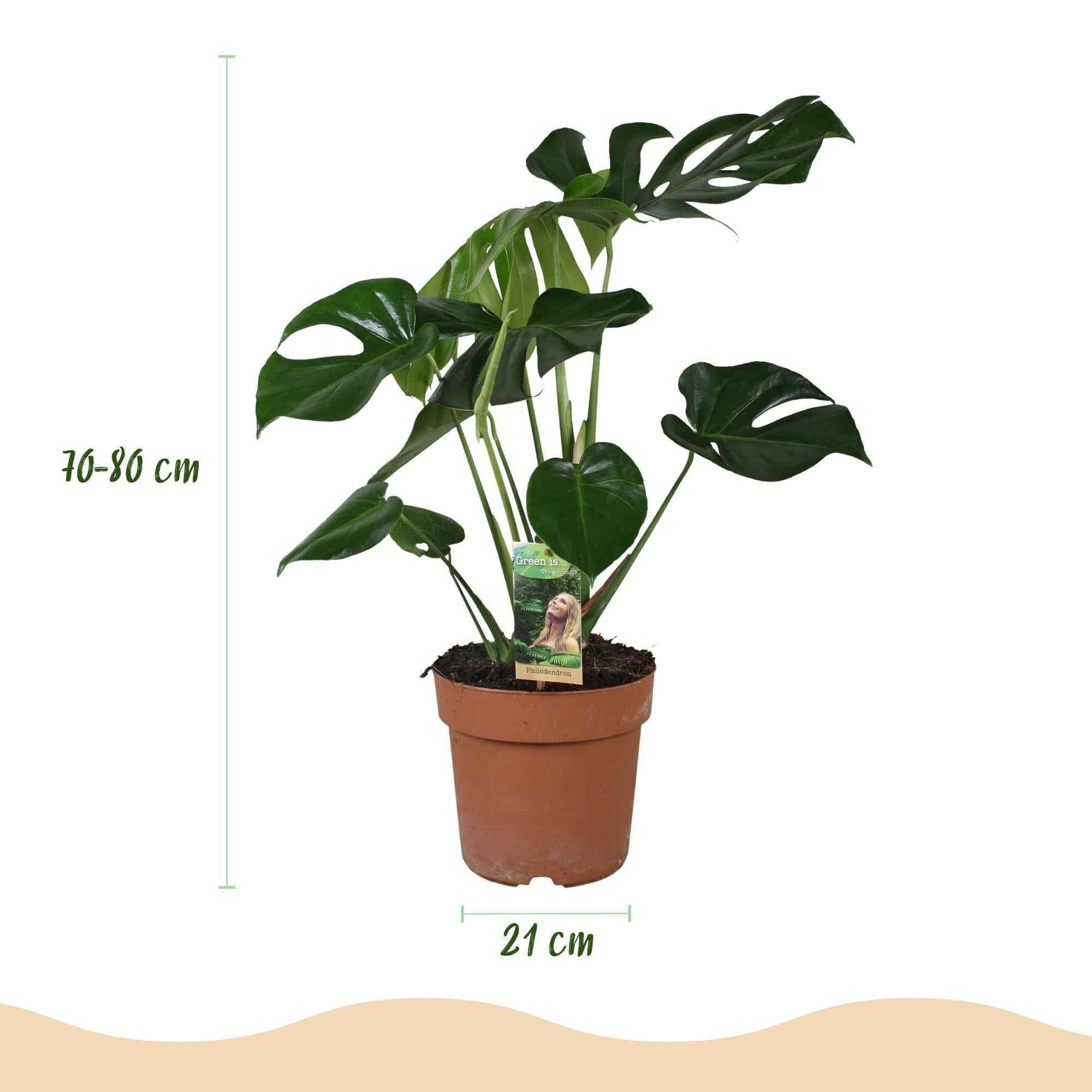 Image of Monstera Deliciosa Fensterblatt – Grün – 21cm – Höhe 70-80cm – Pflegeleichte tropische Zimmerpflanze für Wohnräume – Dekoratives großes Blattwerk-2