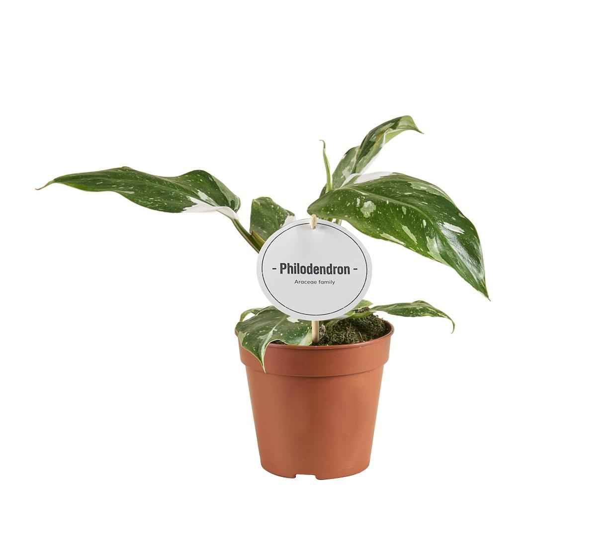 Image of Philodendron White Princess – Ø12cm 30cm hoch – Exklusive Zimmerpflanze mit weiß – grüner Panaschierung – Rarität für Pflanzenliebhaber & Urban Jungle-0