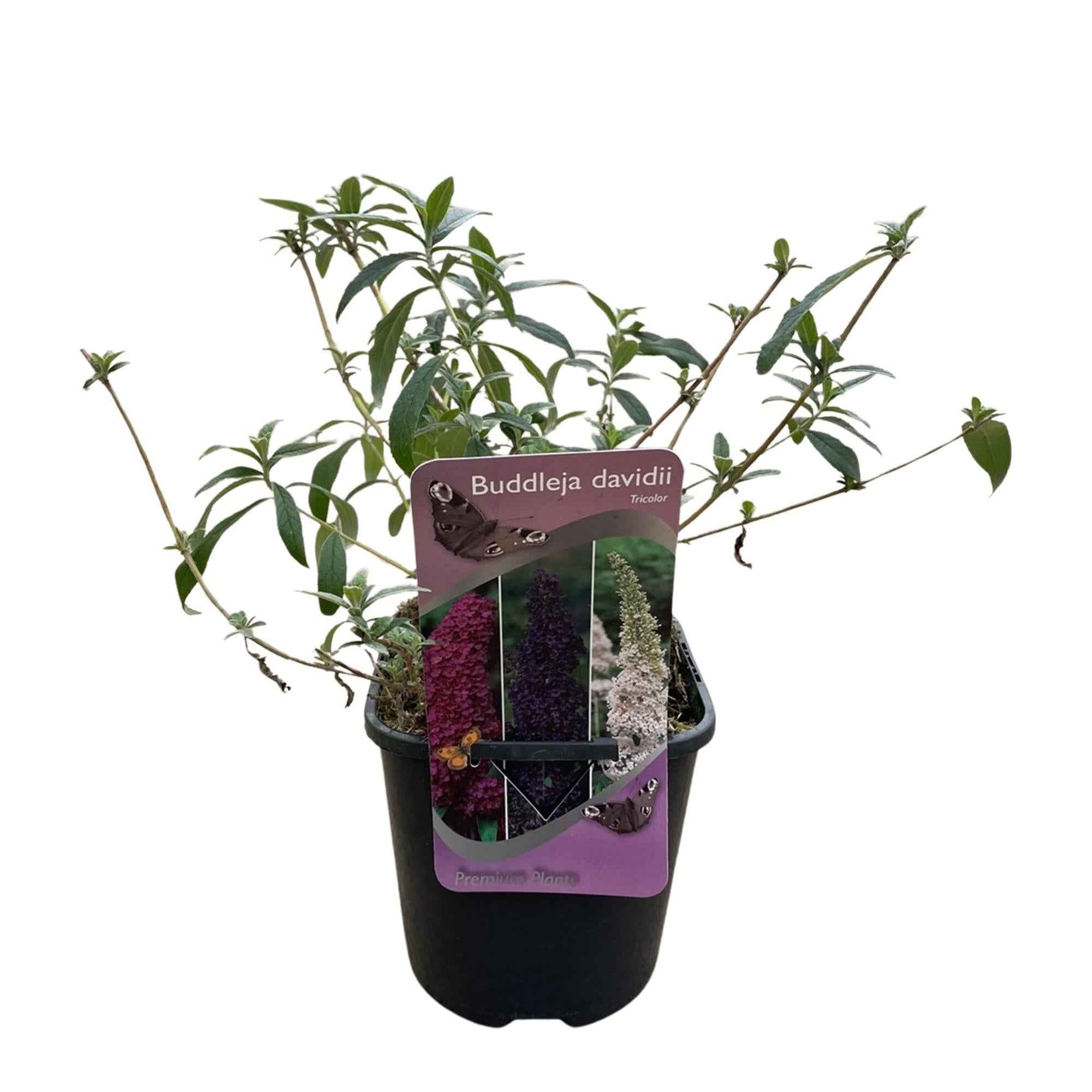 Image of Schmetterlingsstrauch Buddleja davidii Tricolour – Blüten Rosa, Weiß & Lila – Bienen – & Schmetterlingsfreundlich – 17cm x H30cm – pflegeleicht-2