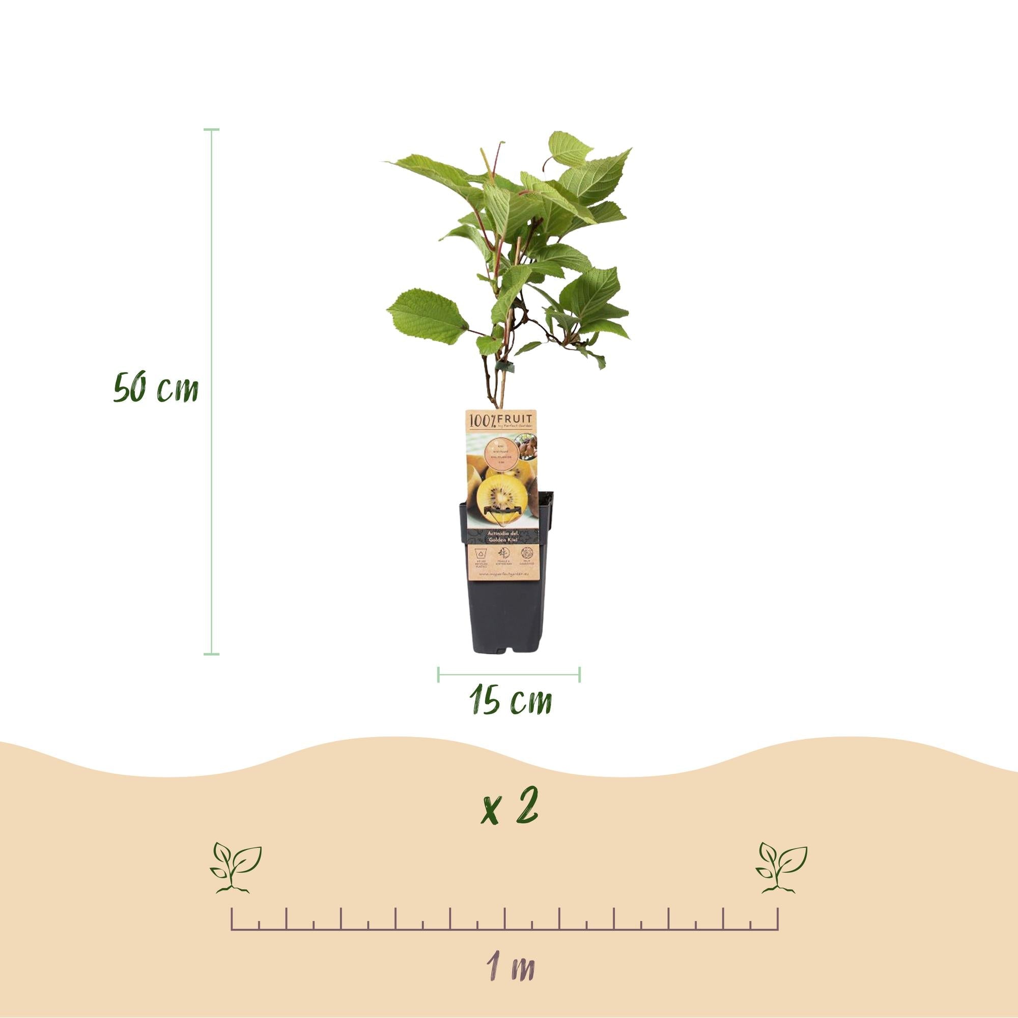 Image of Actinidia deliciosa Golden Kiwi – 2 Obstpflanzen – Süße gelbe Früchte – Ø15cm Höhe 50cm – Einfach zu pflegen & vitaminreich-4