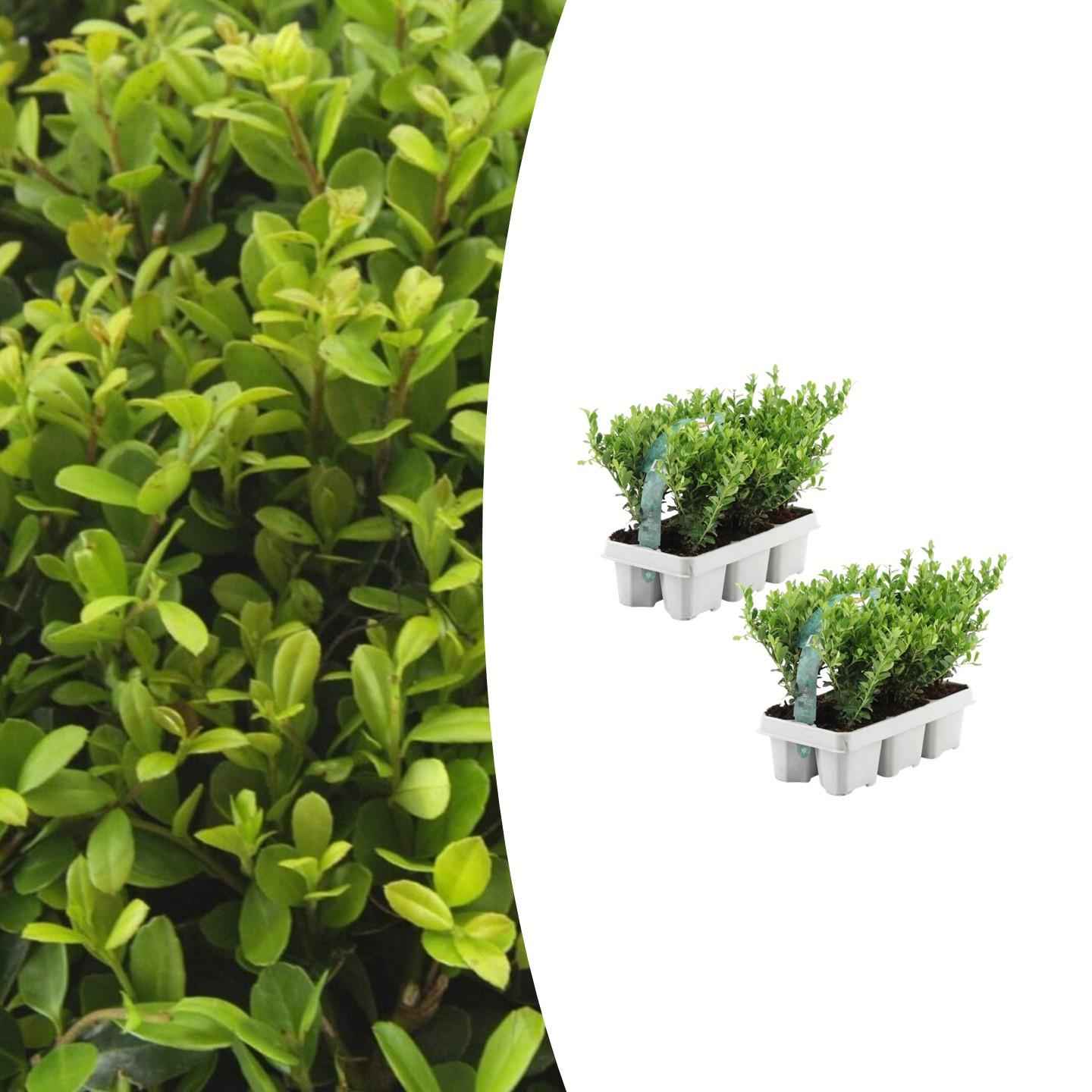 Image of Stechpalme – Ilex crenata 'Jenny' – 12 Pflanzen – Immergrün – Winterhart – Alternative zu Buchsbaum – Ø7cm ↕15cm-1