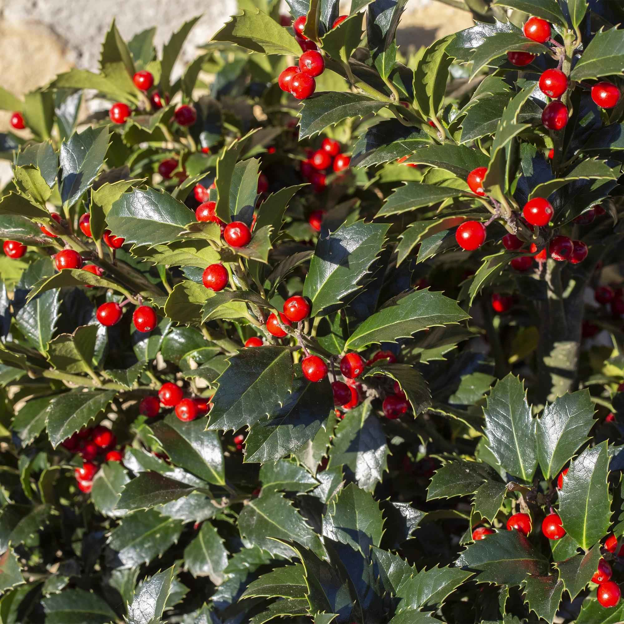 Image of Ilex meserveae 'Blue Maid' – Immergrüne Stamm – Pflanze – Ø19cm – Höhe ca. 90cm – Terrassenpflanze & Gartenpflanze – Pflegeleicht & wetterfest-3