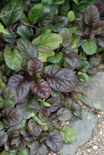 Image of Großblättriger Günsel – Ajuga reptans 'Catlin's Giant' – ↕10-25cm – Ø9cm – 60 Pflanzen – winterharter Bodendecker-0