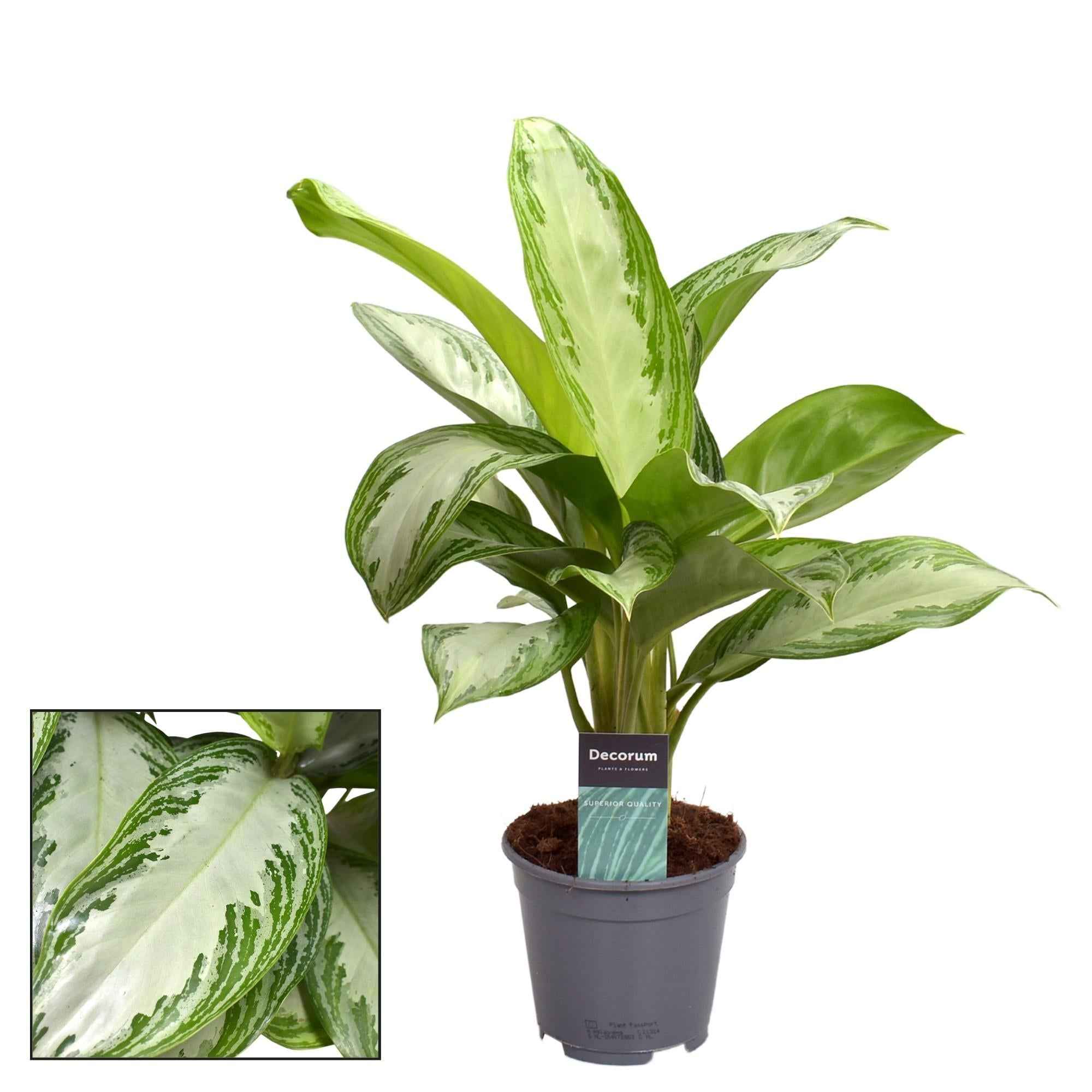 Image of Aglaonema Silver Bay – ca. 40cm Höhe – pflegeleichte Zimmerpflanze mit silbrig-grünem Blattmuster – Topfgröße Ø14cm – Luftreinigende Blattschmuckpflanze-0